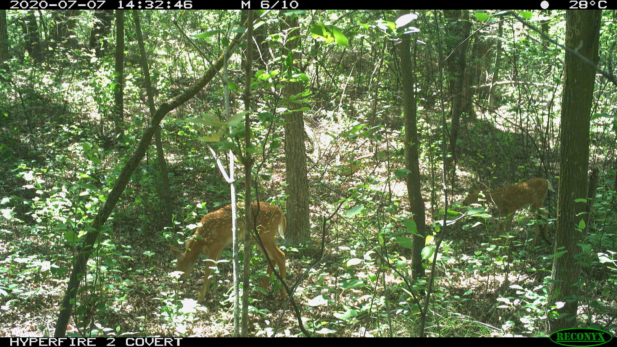 White-tailed deer, Odocoileus virginianus
