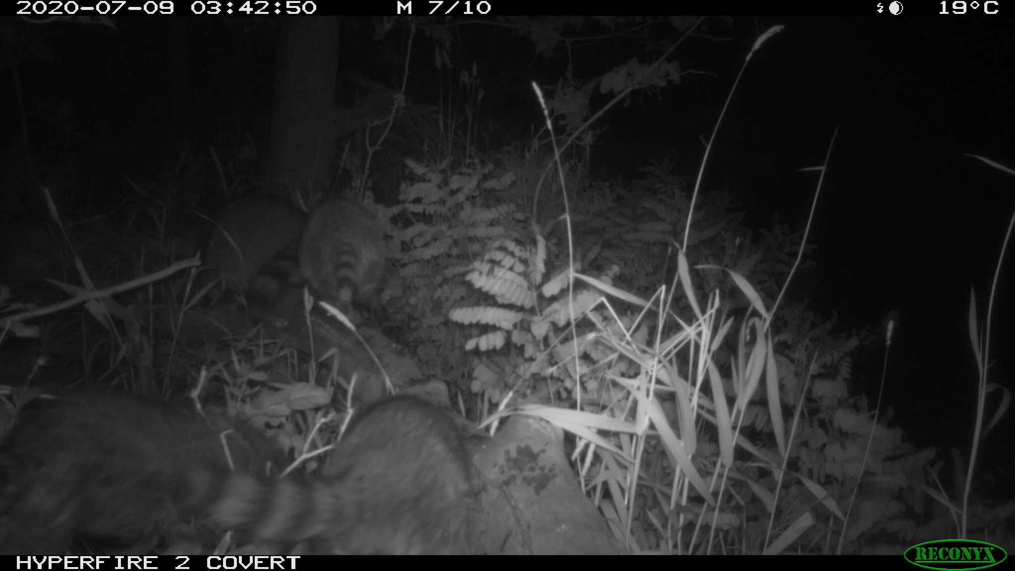 Raccoon, Procyon lotor