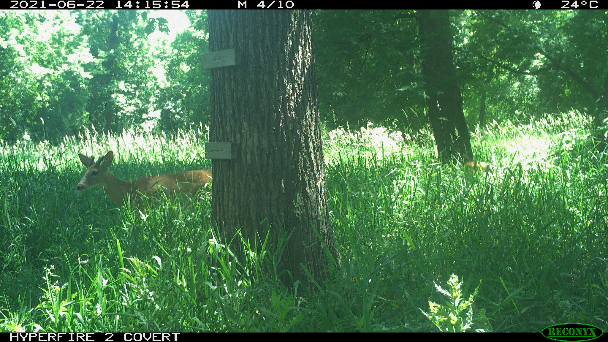 White-tailed deer, Odocoileus virginianus