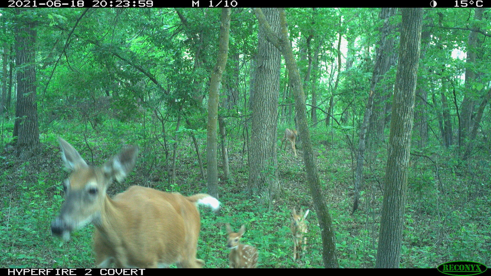White-tailed deer, Odocoileus virginianus