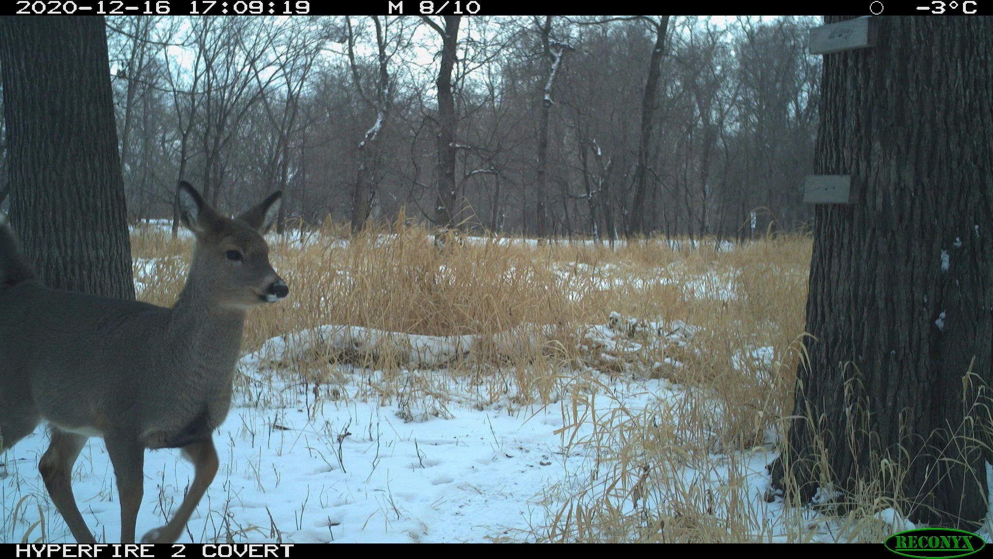 White-tailed deer, Odocoileus virginianus