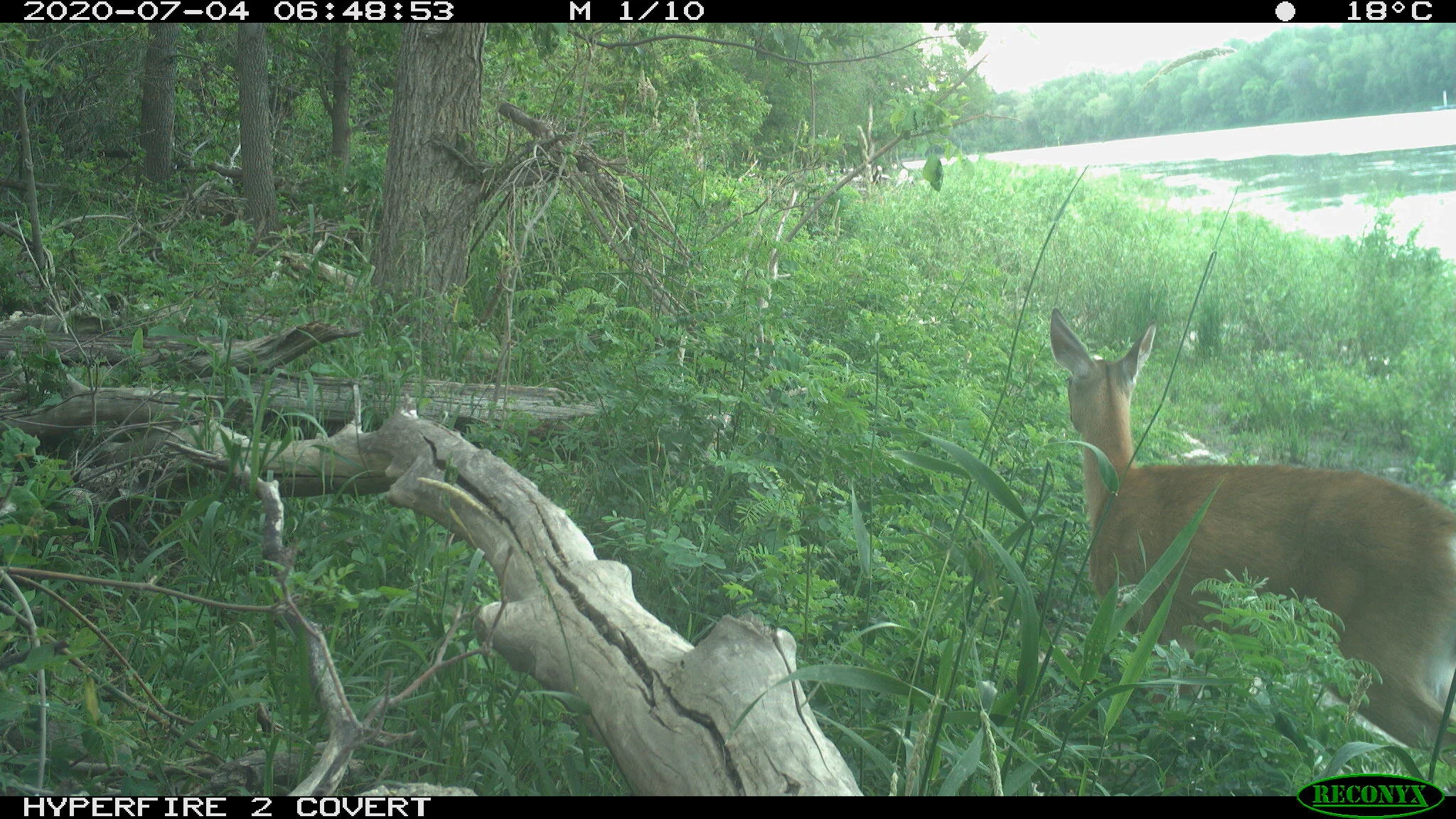 White-tailed deer, Odocoileus virginianus