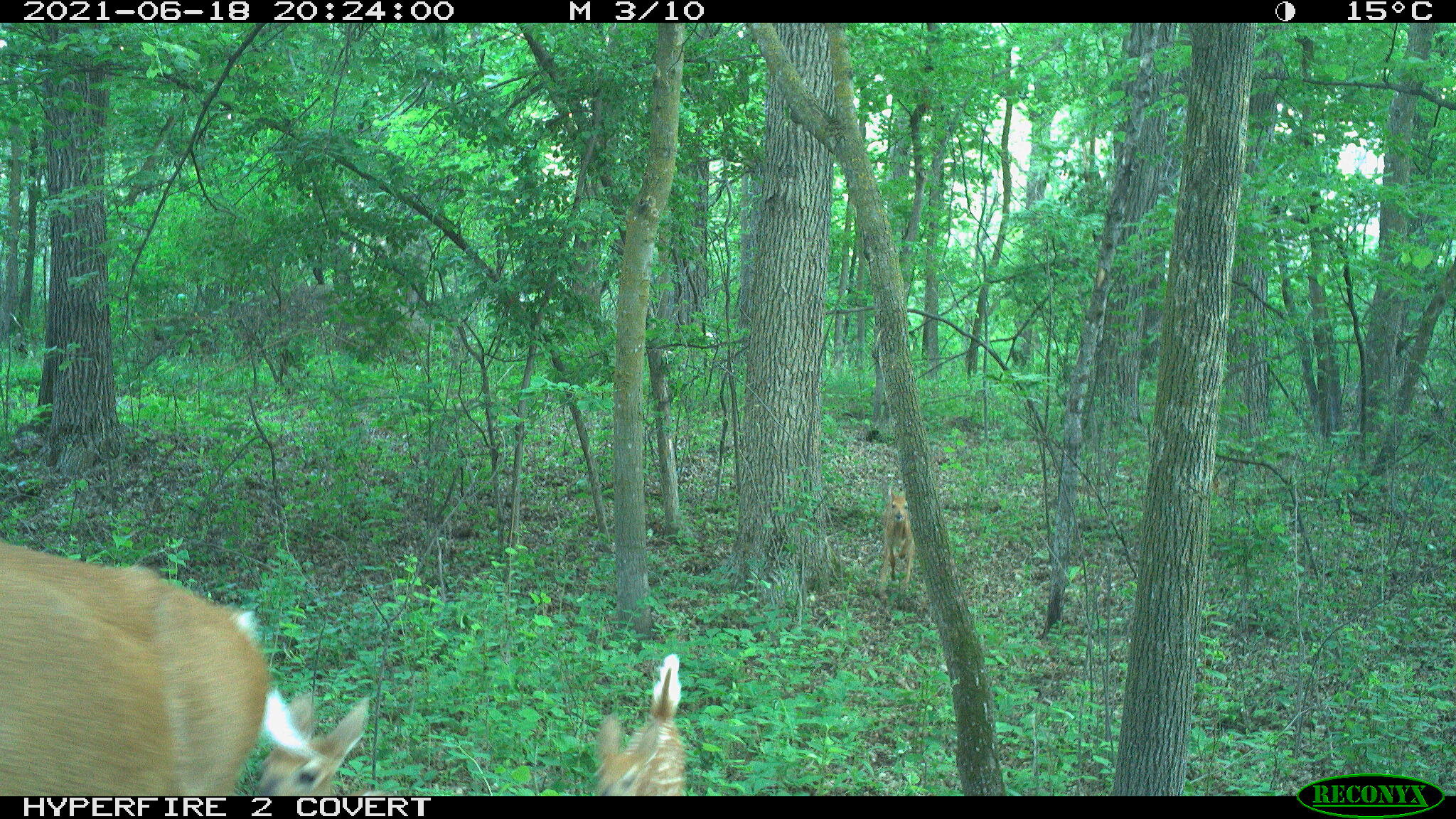 White-tailed deer, Odocoileus virginianus