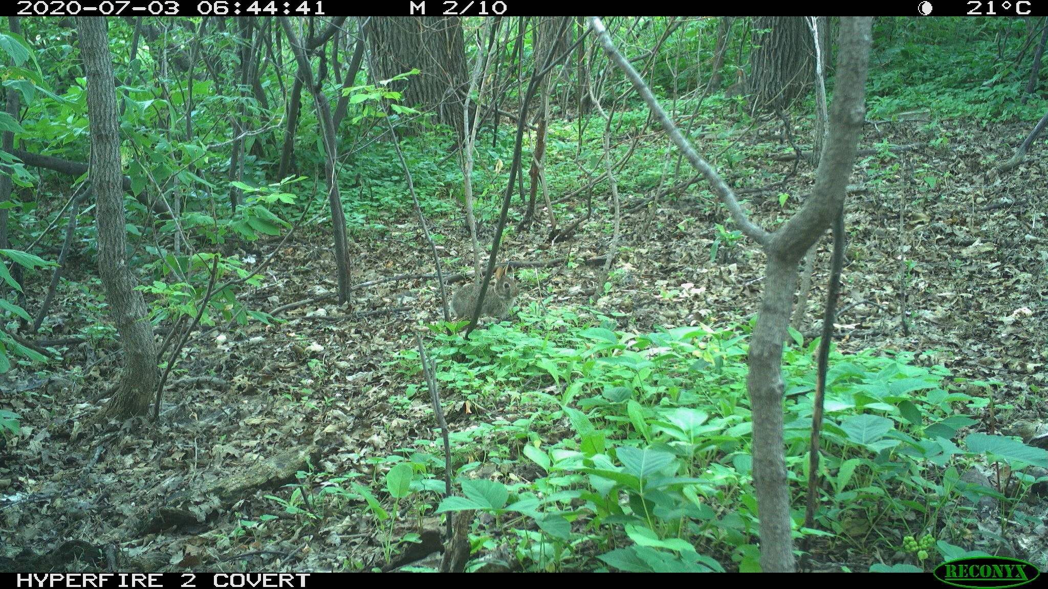 Eastern cottontail rabbit, Sylvilagus floridanus