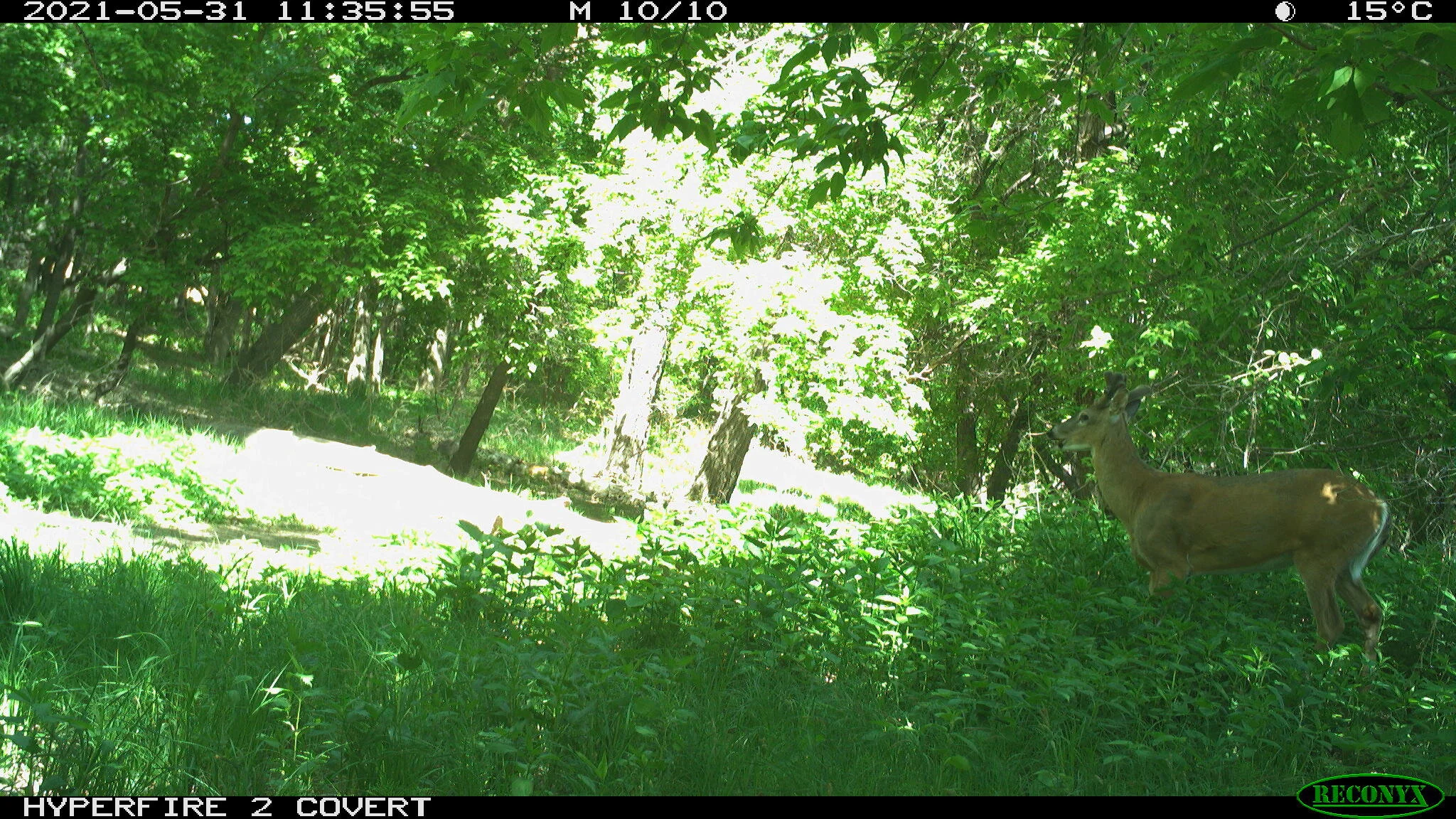 White-tailed deer, Odocoileus virginianus