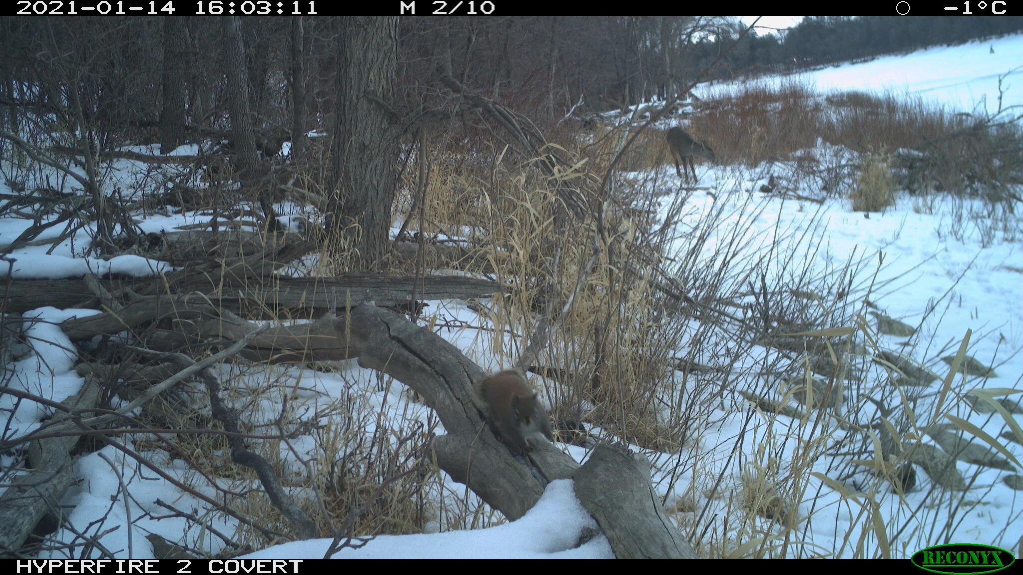 Red squirrel, Tamiasciurus hudsonicus (left); White-tailed deer, Odocoileus virginianus (right)