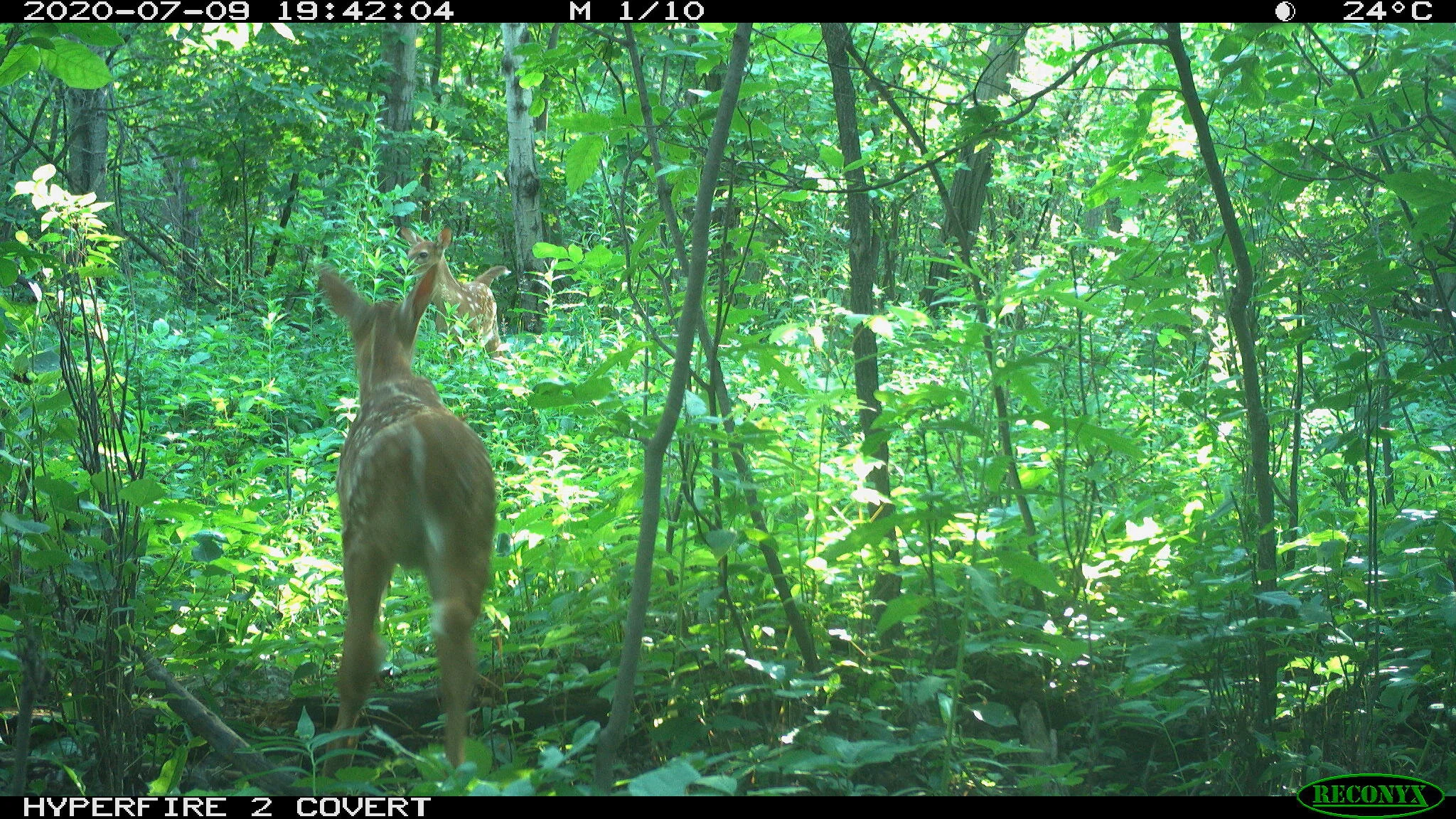 White-tailed deer, Odocoileus virginianus