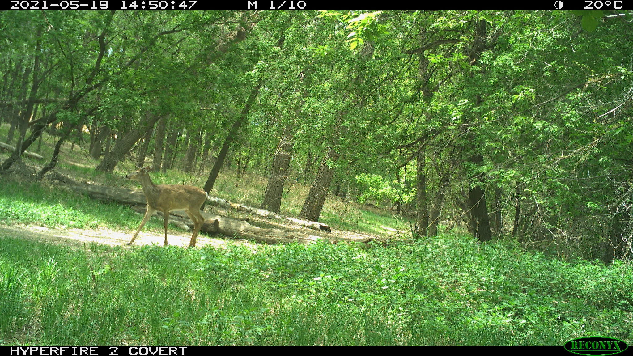 White-tailed deer, Odocoileus virginianus
