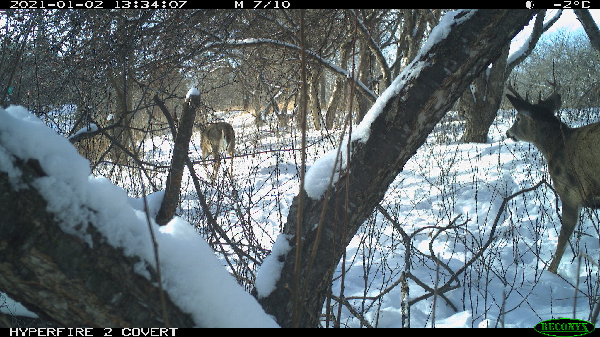 White-tailed deer, Odocoileus virginianus