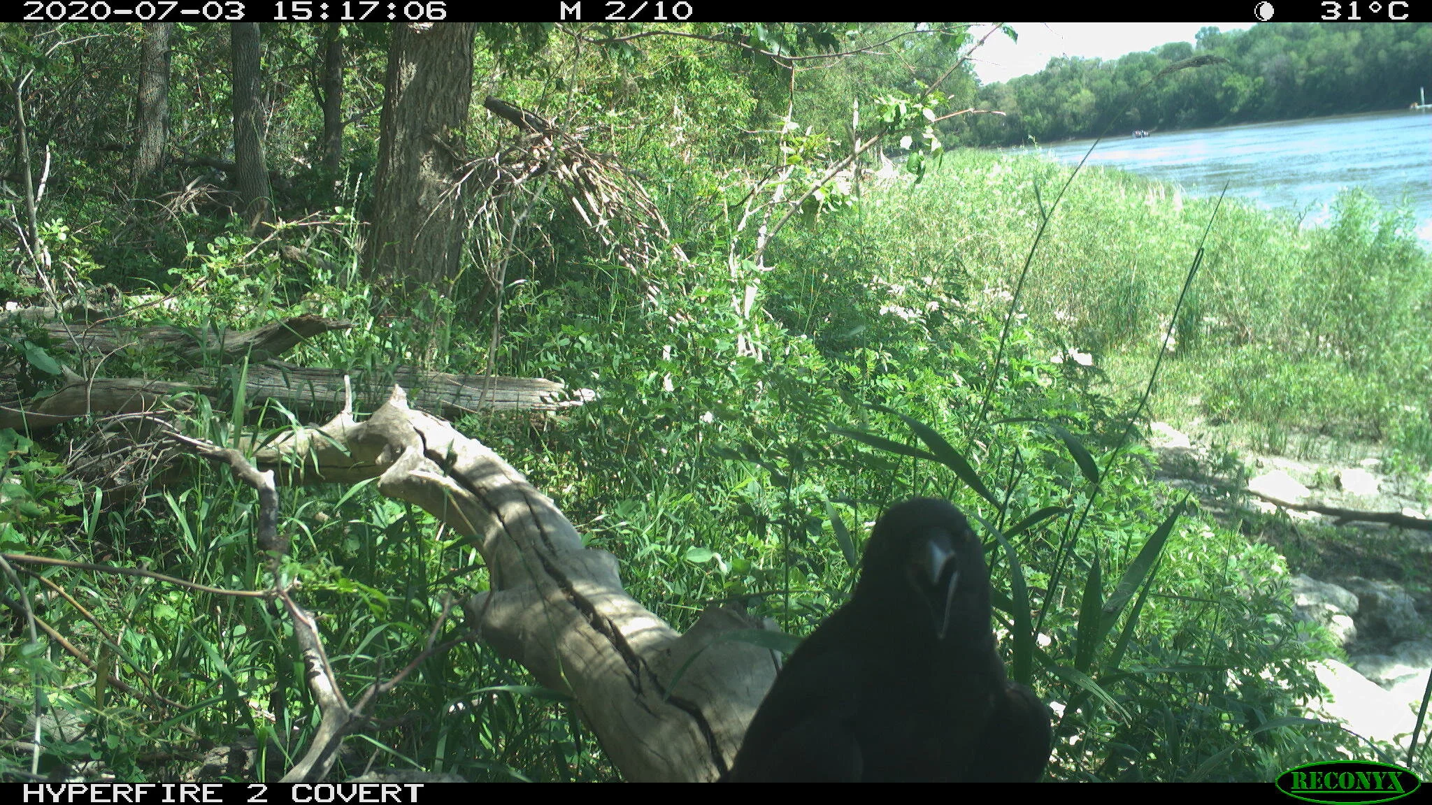 American crow, Corvus brachyrhynchos