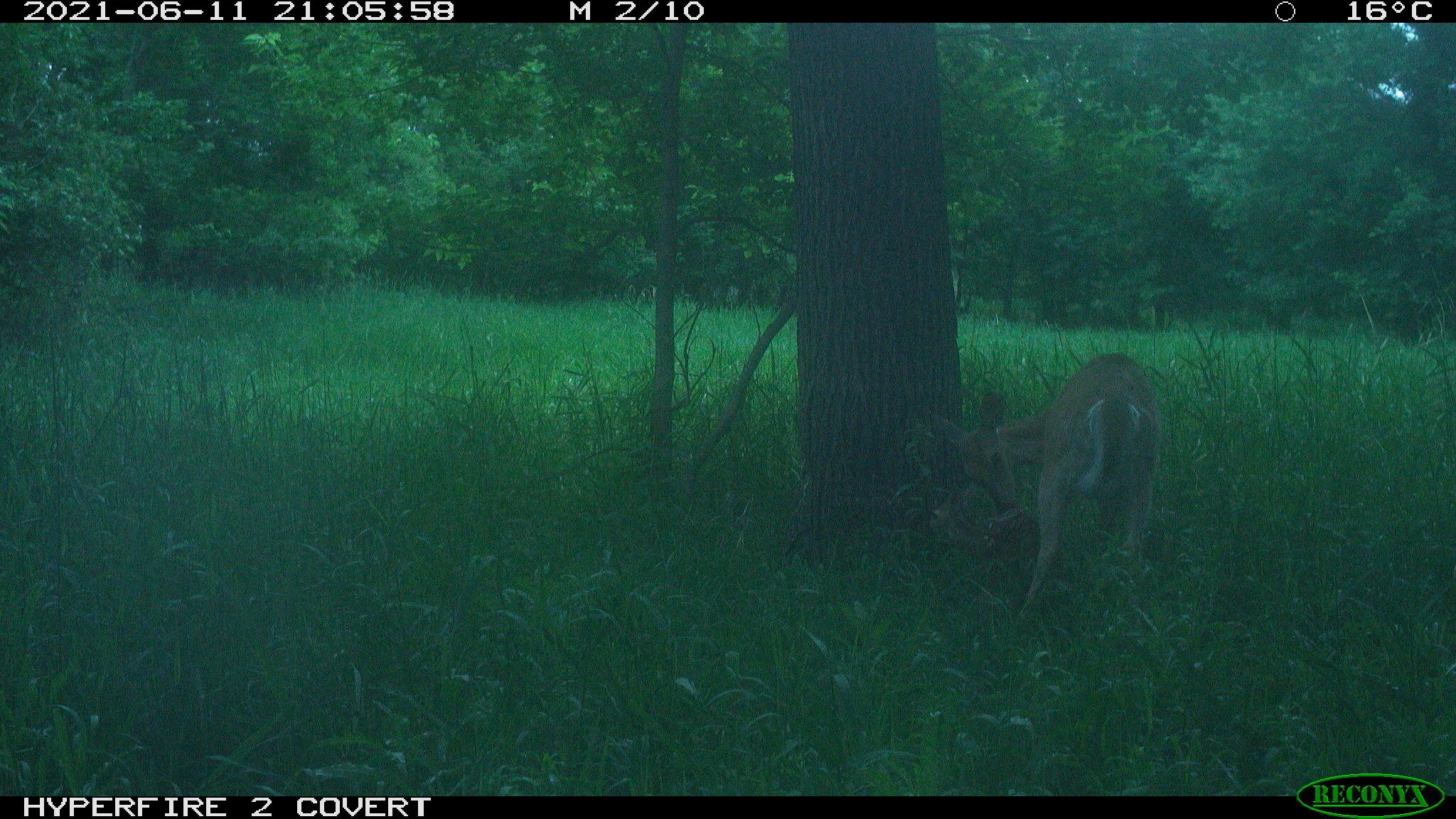 White-tailed deer, Odocoileus virginianus