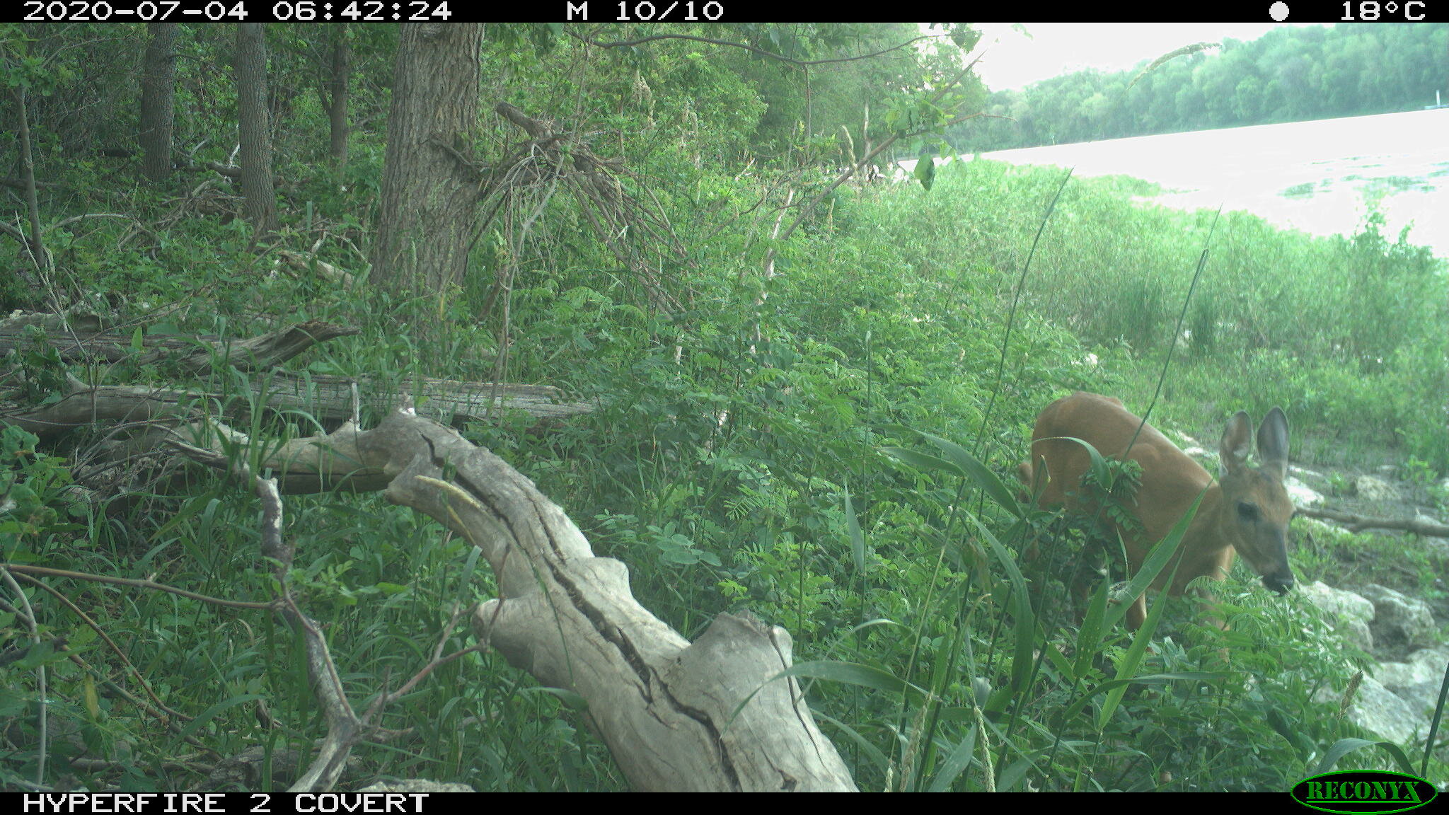White-tailed deer, Odocoileus virginianus