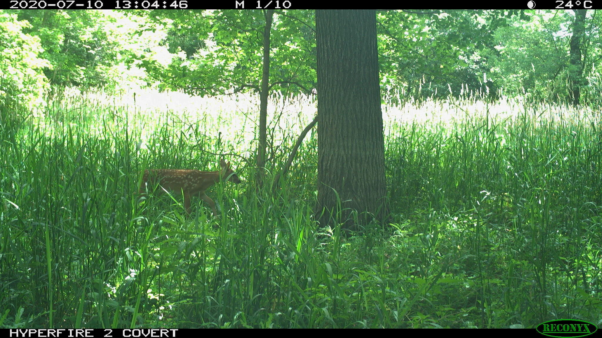 White-tailed deer, Odocoileus virginianus