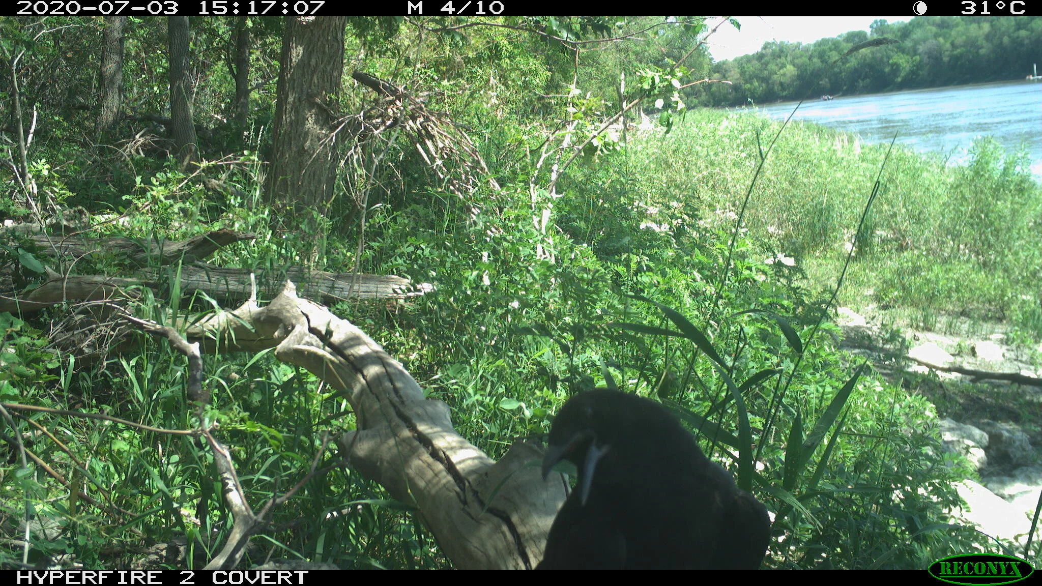 American crow, Corvus brachyrhynchos