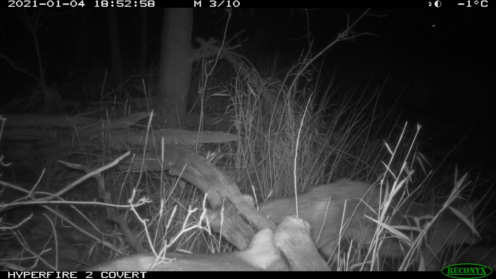 Coyote, Canis latrans