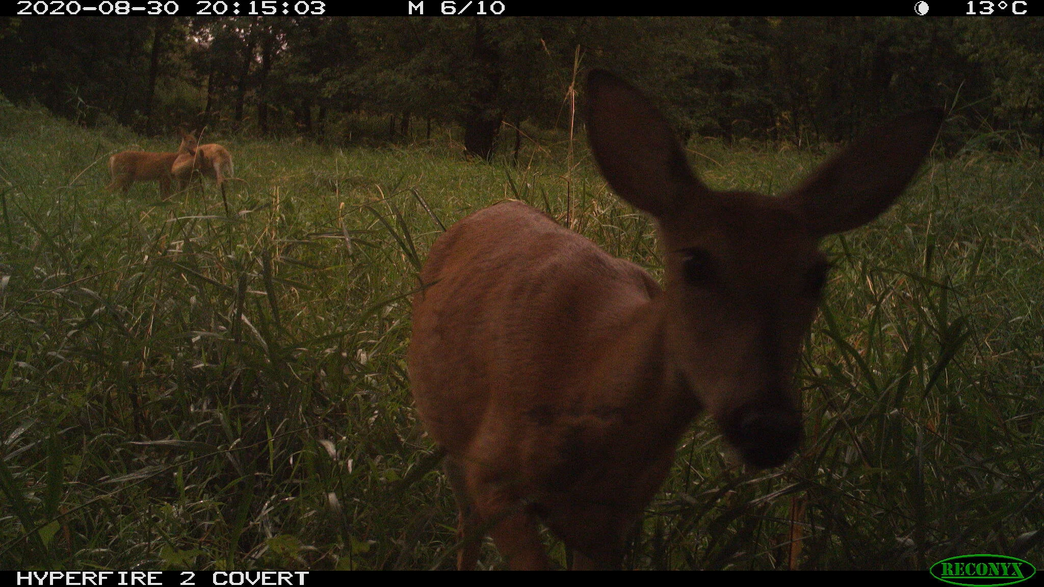 White-tailed deer, Odocoileus virginianus