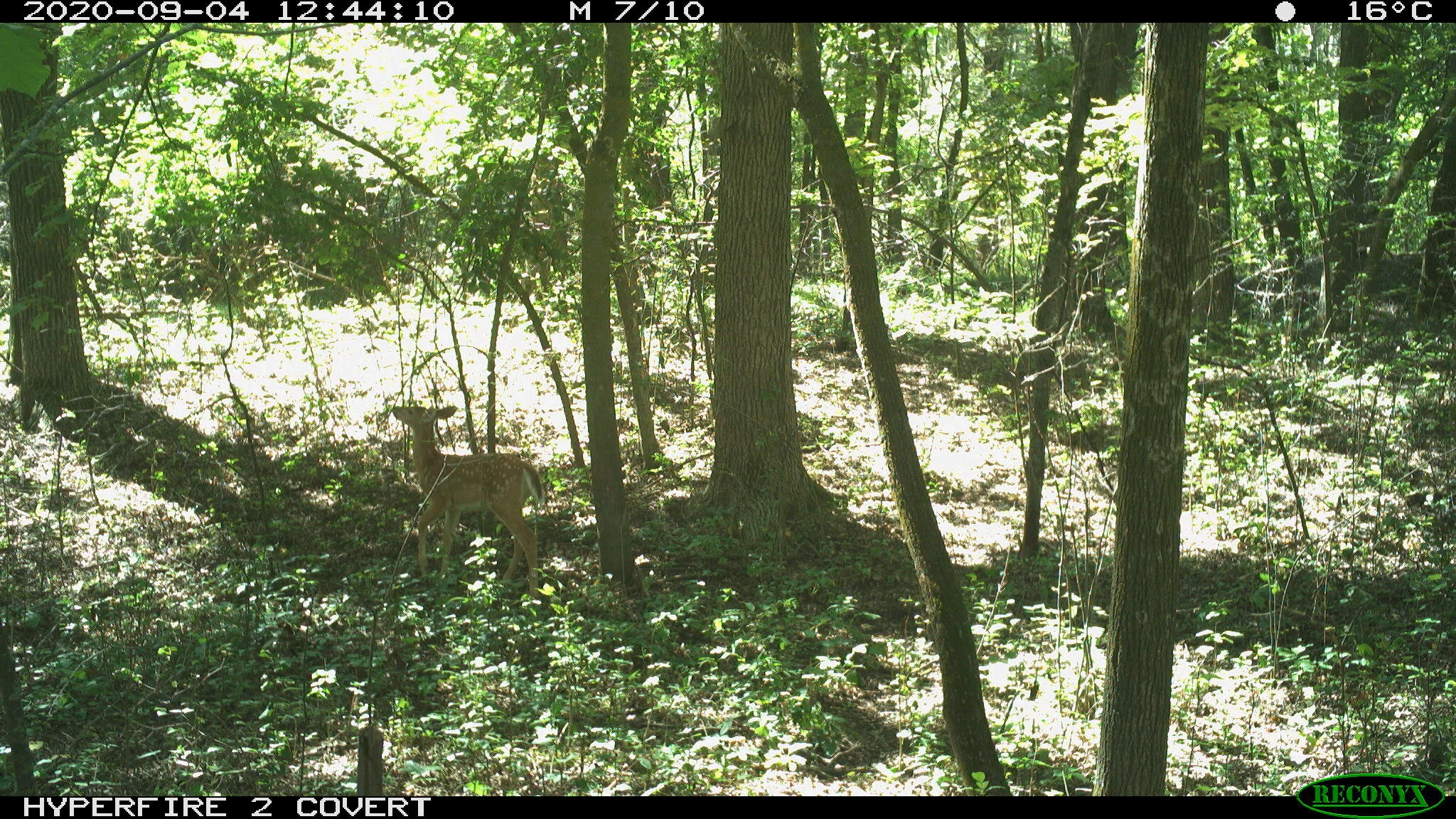 White-tailed deer, Odocoileus virginianus