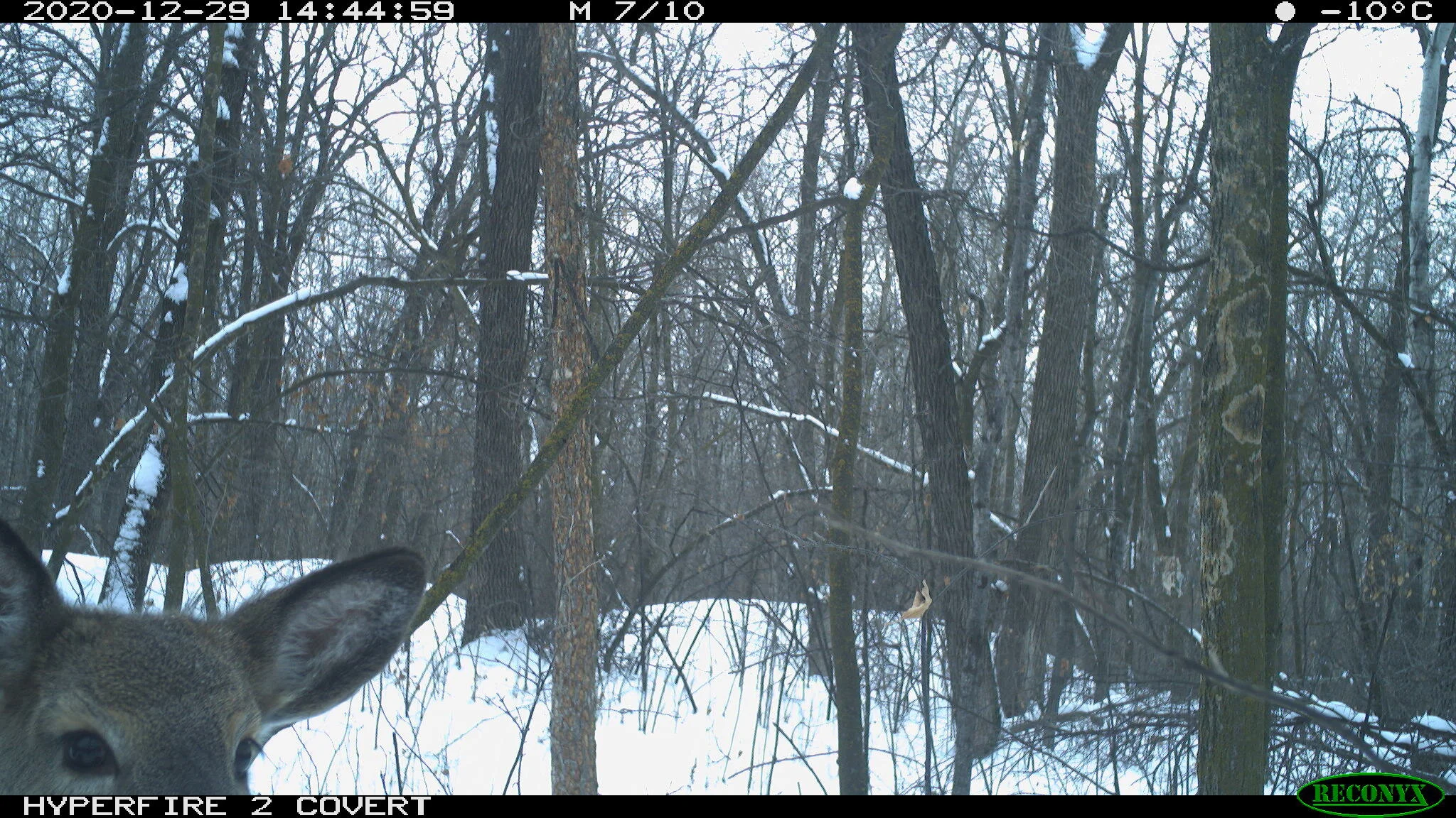 White-tailed deer, Odocoileus virginianus