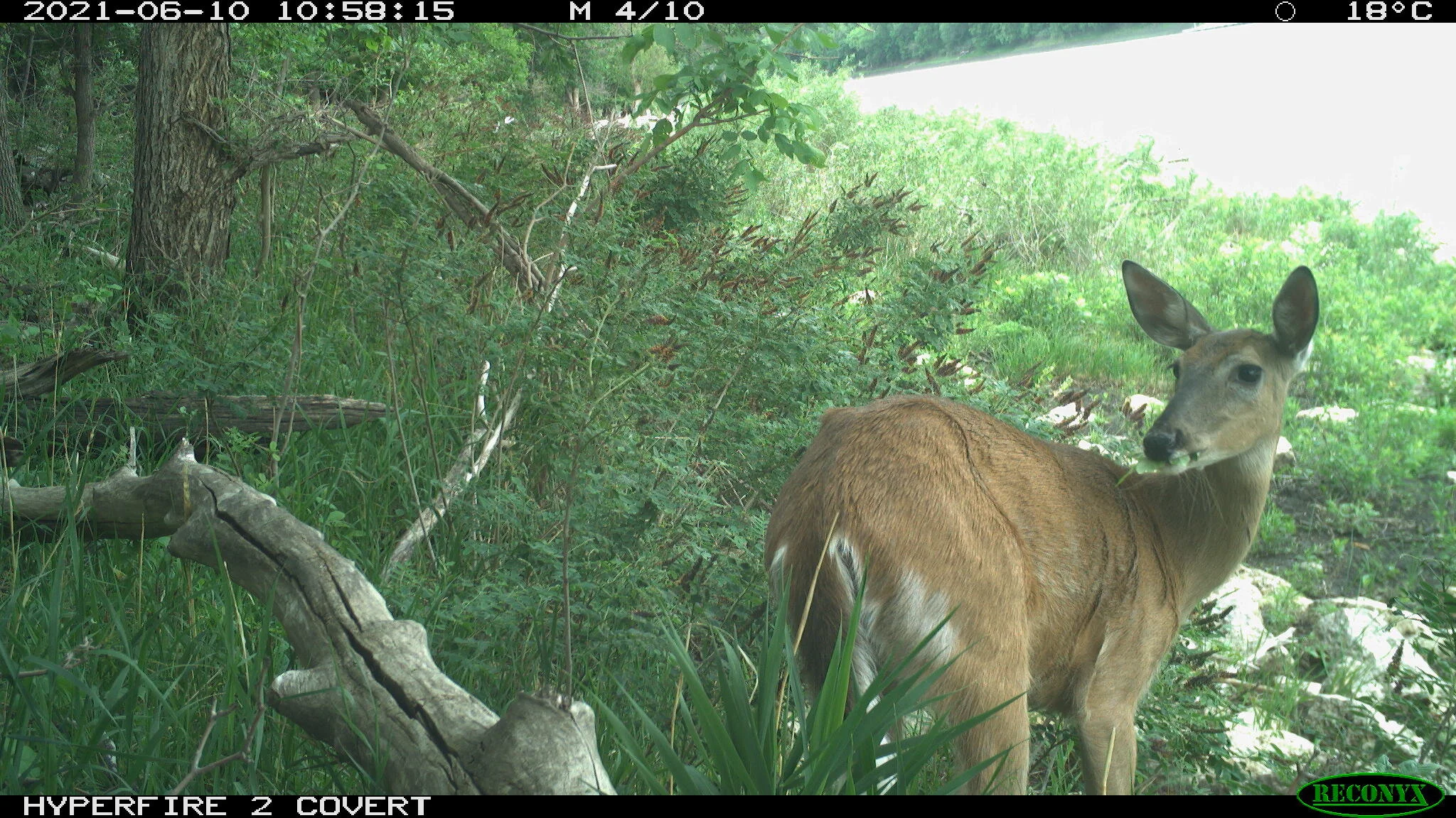 White-tailed deer, Odocoileus virginianus