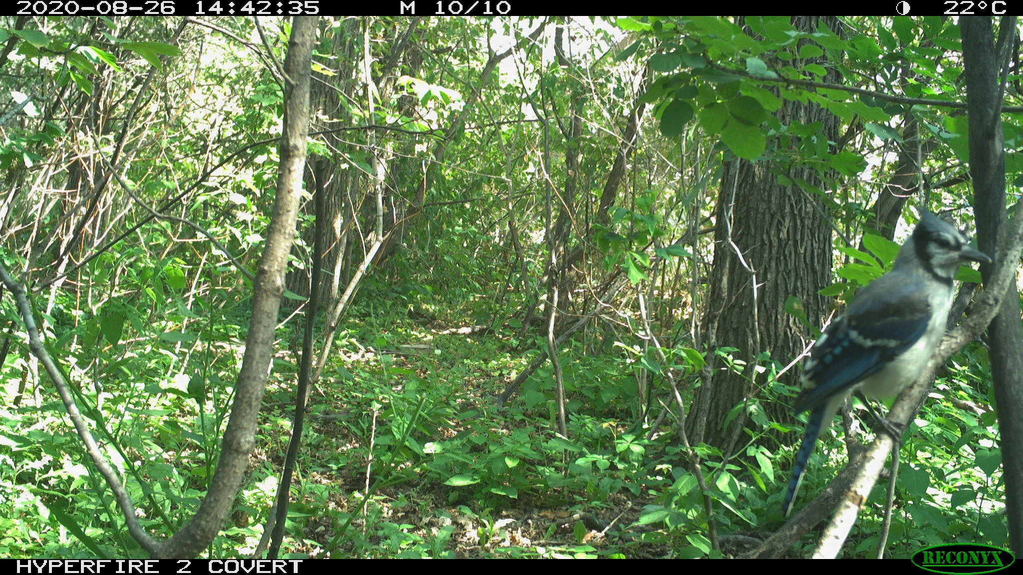 Blue jay, Cyanocitta cristata