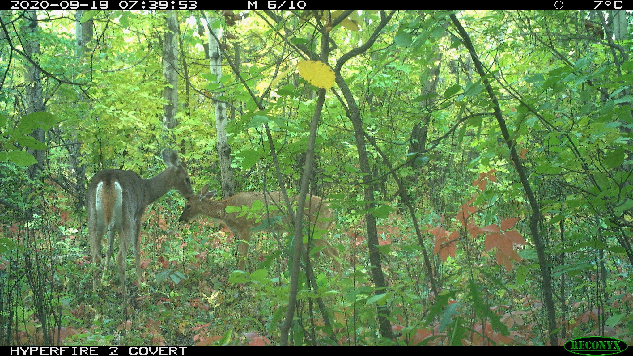 White-tailed deer, Odocoileus virginianus