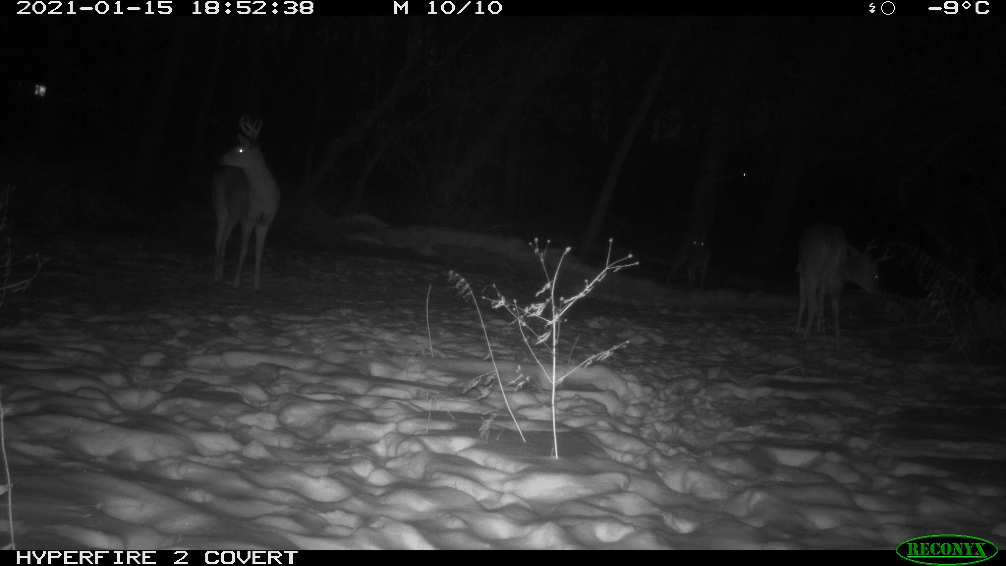 White-tailed deer, Odocoileus virginianus