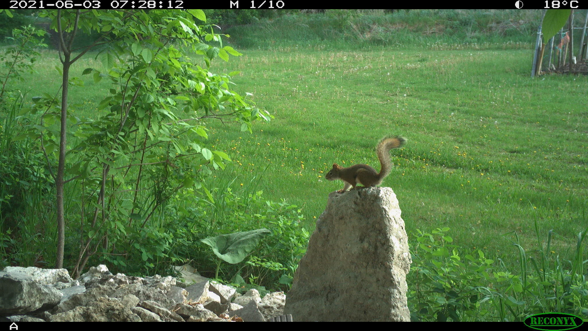 Red squirrel, Tamiasciurus hudsonicus