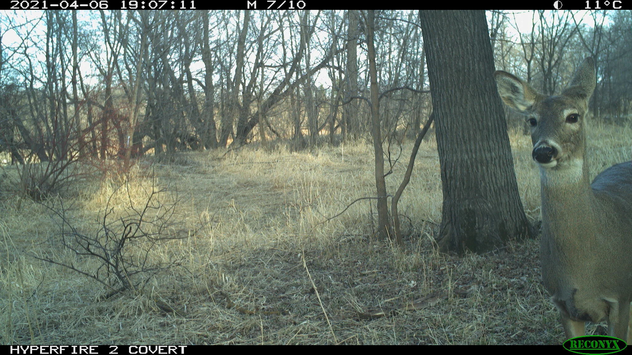 White-tailed deer, Odocoileus virginianus