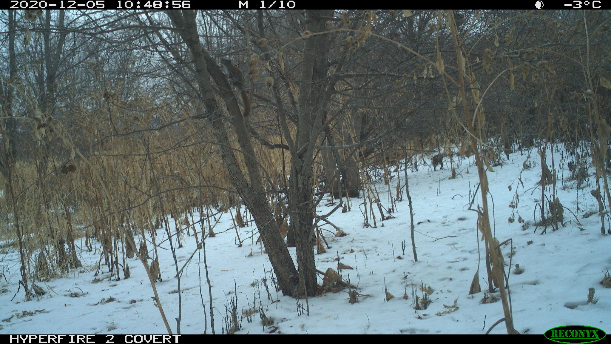 Red squirrel, Tamiasciurus hudsonicus