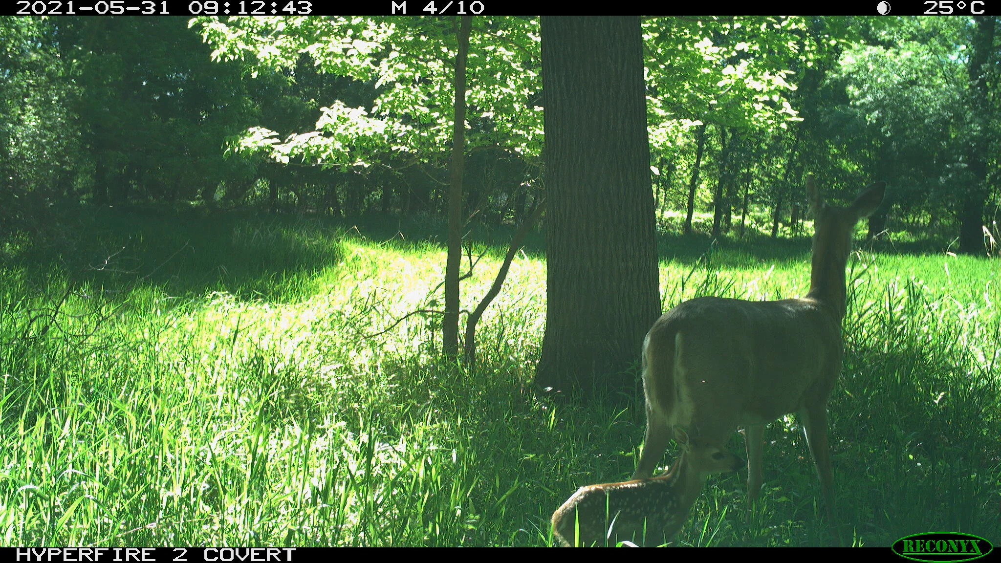 White-tailed deer, Odocoileus virginianus