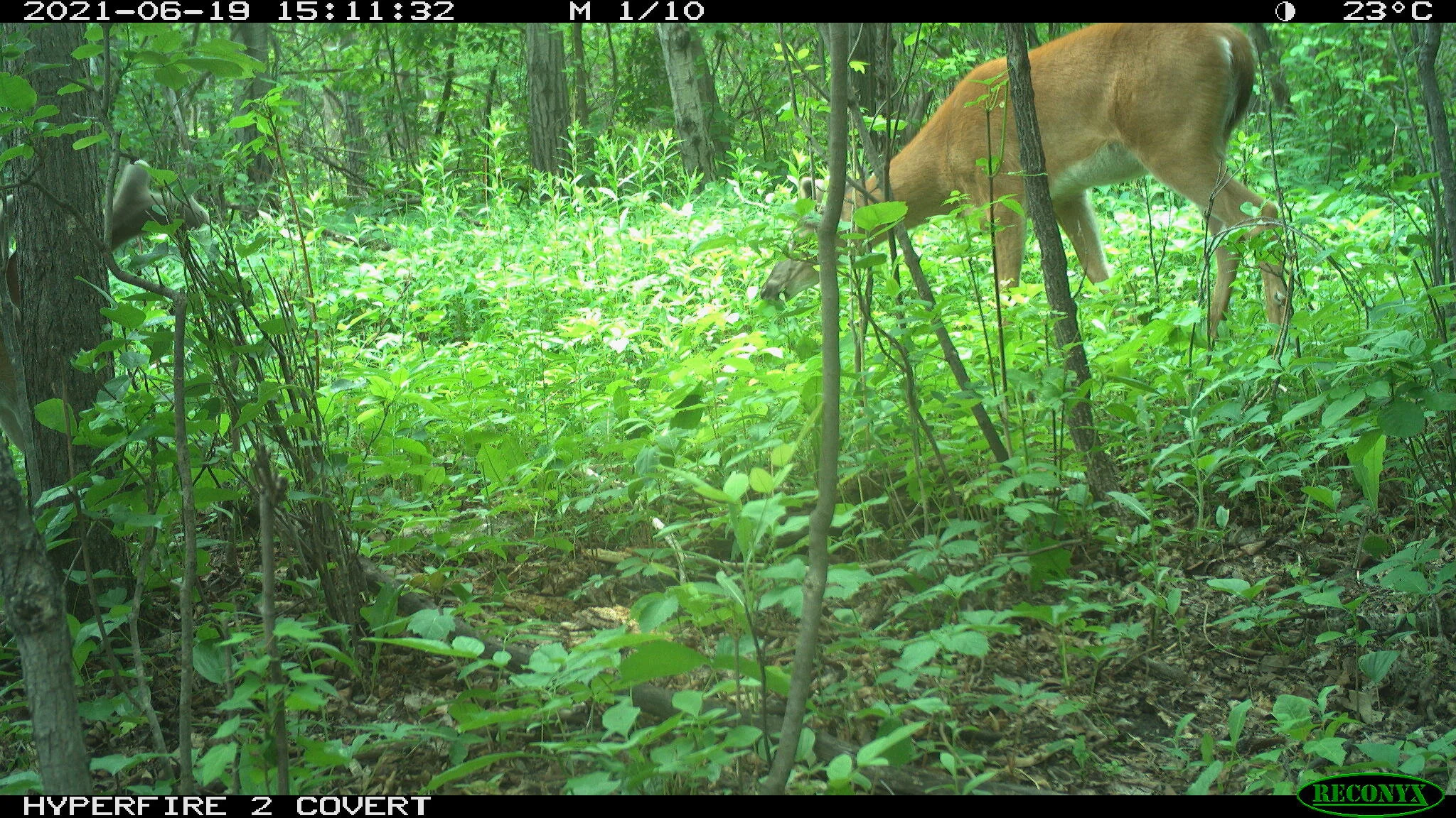 White-tailed deer, Odocoileus virginianus