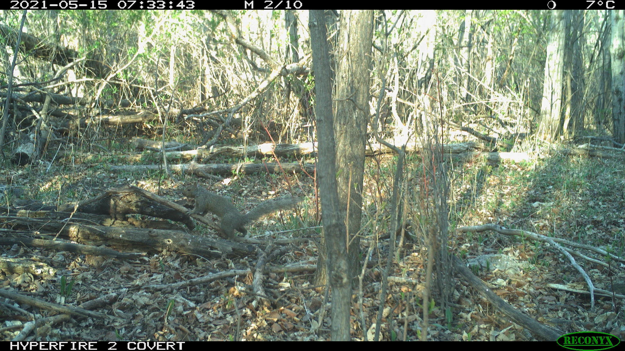 Eastern gray squirrel, Sciurus carolinensis