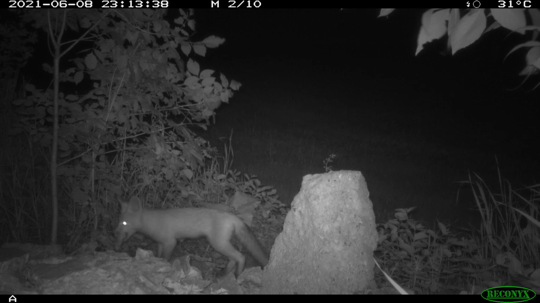 Juvenile red fox, Vulpes vulpes
