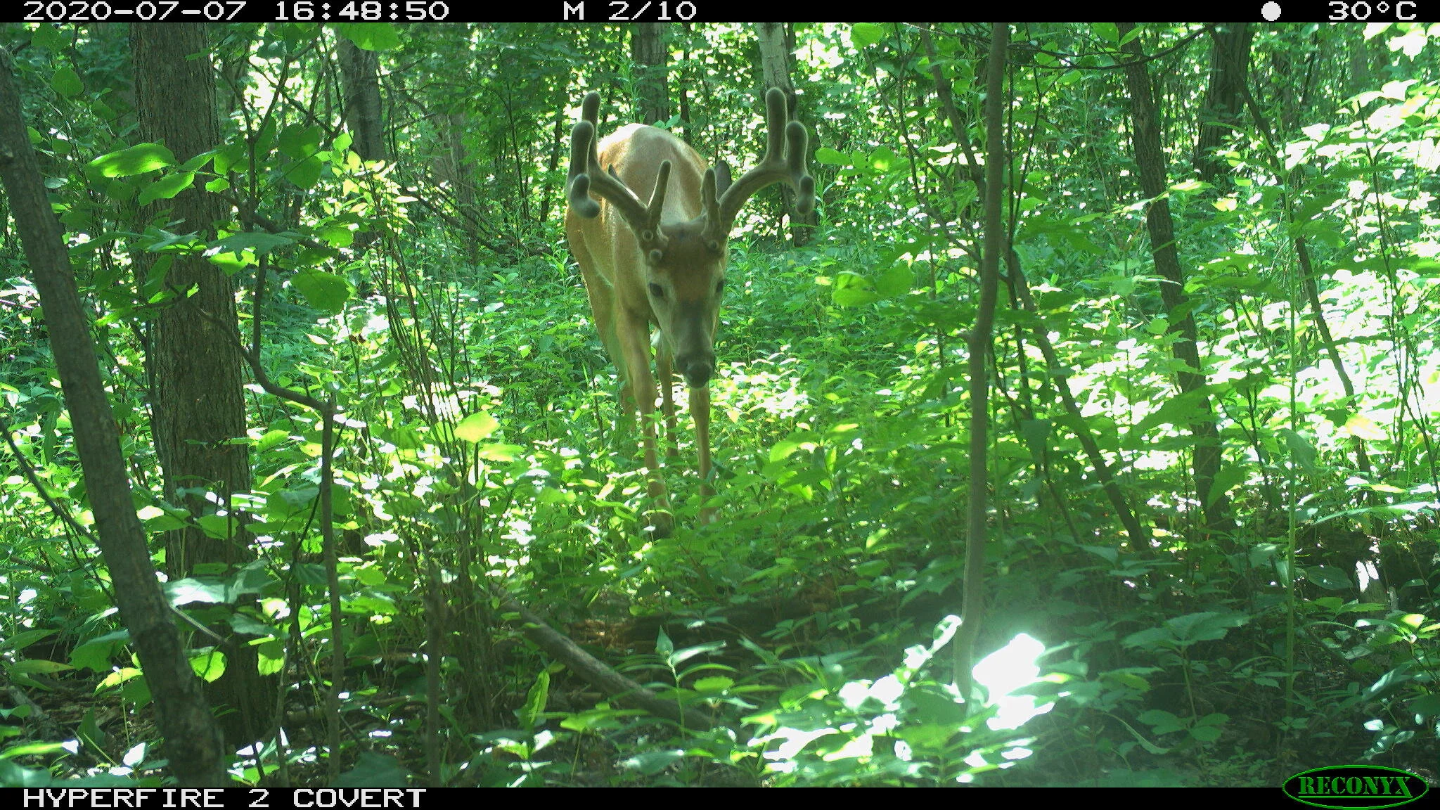 White-tailed deer, Odocoileus virginianus