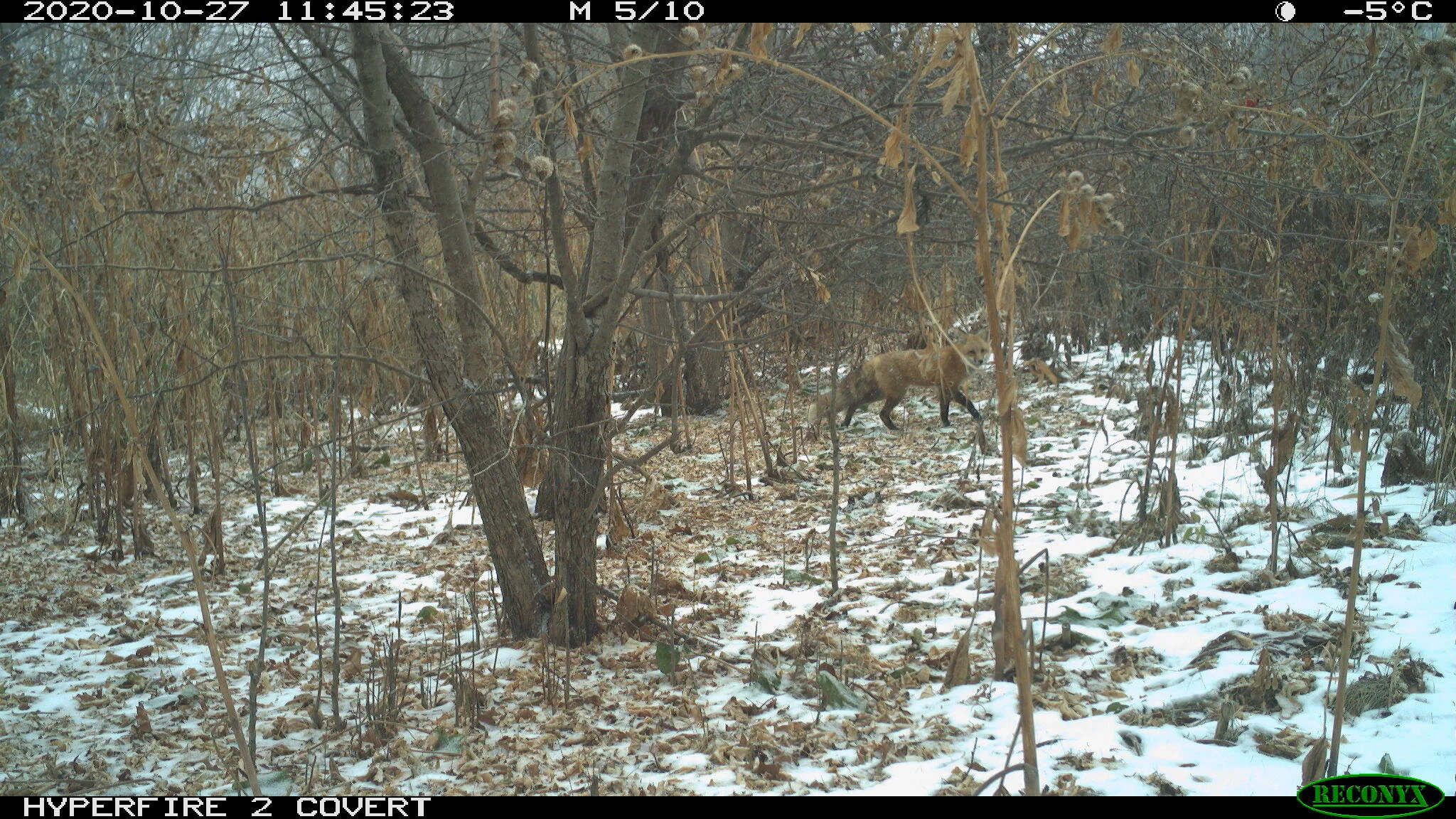 Red fox, Vulpes vulpes