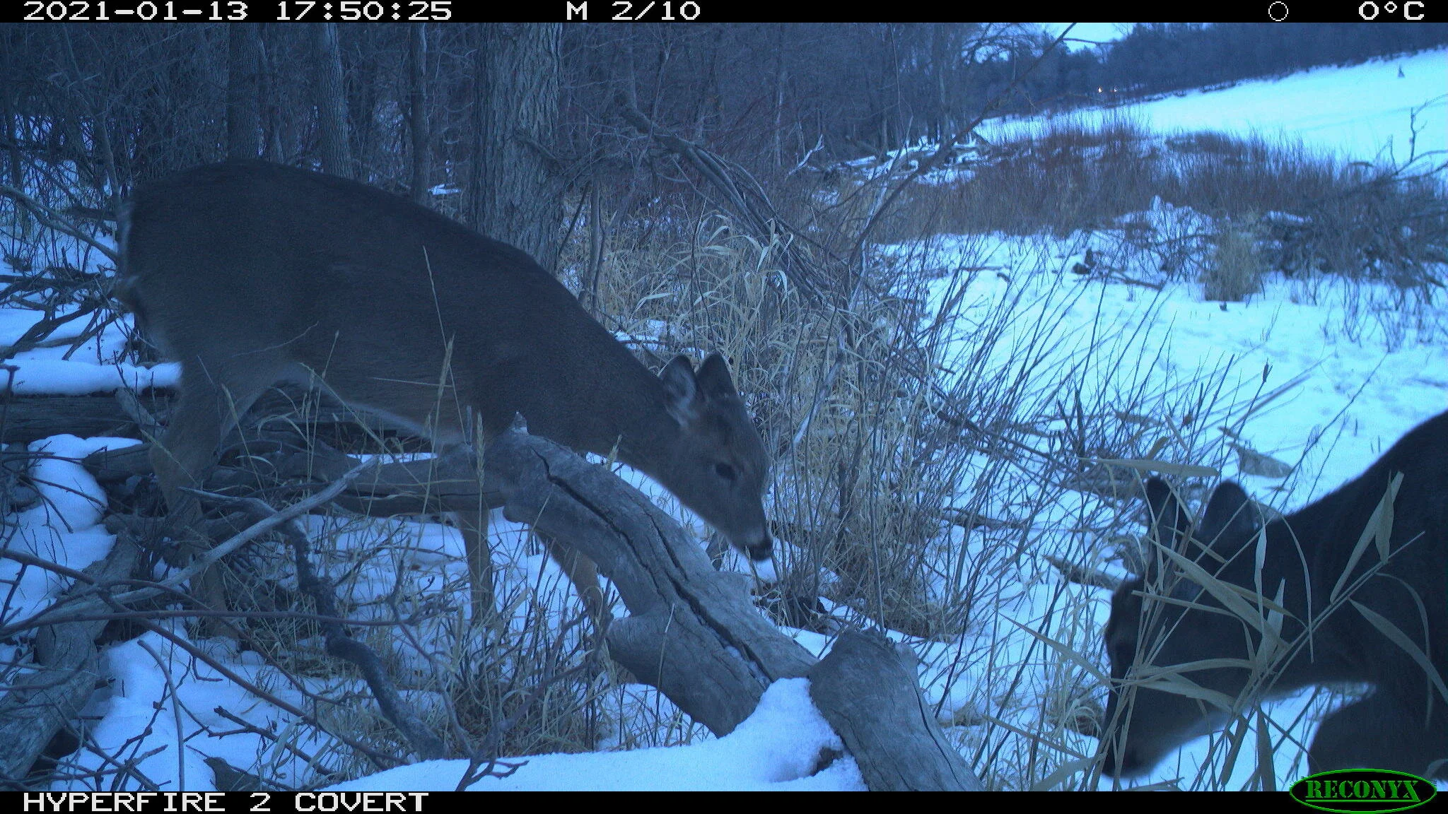 White-tailed deer, Odocoileus virginianus
