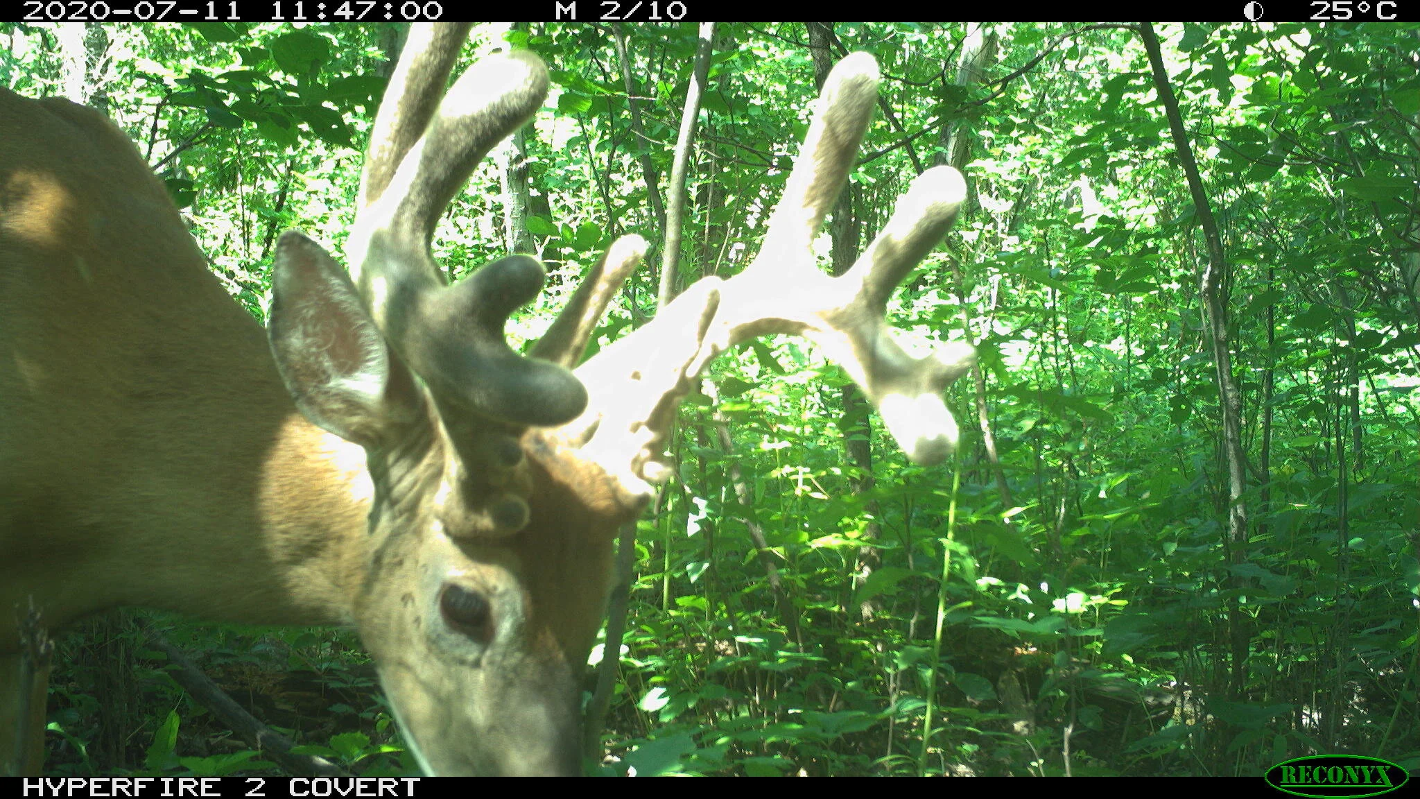 White-tailed deer, Odocoileus virginianus