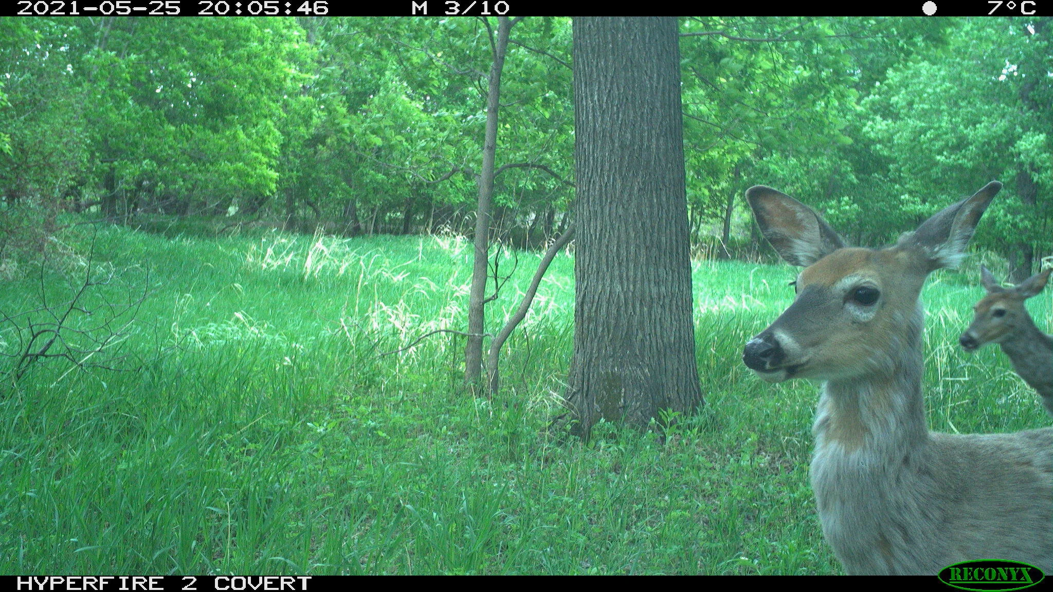White-tailed deer, Odocoileus virginianus