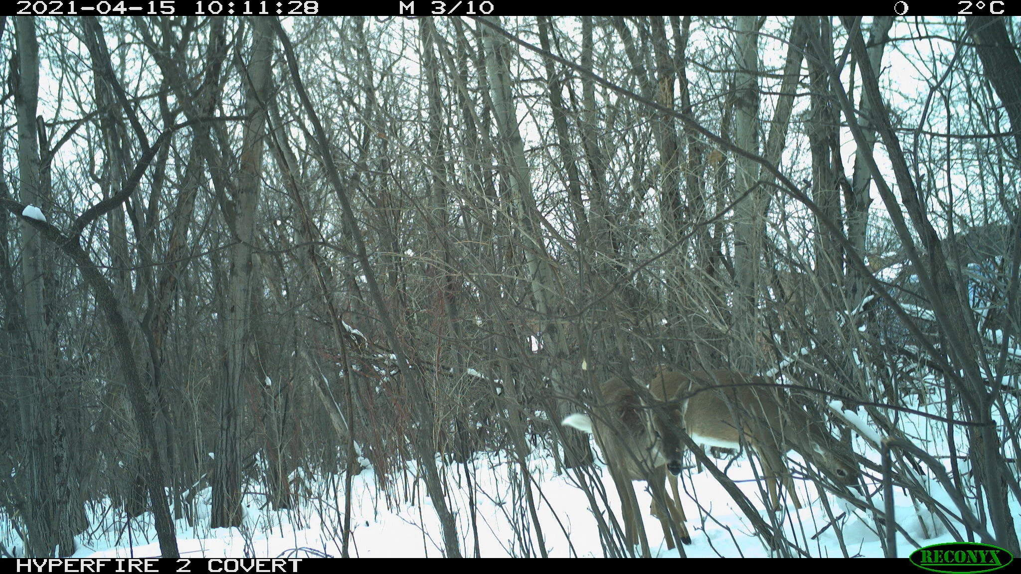 White-tailed deer, Odocoileus virginianus