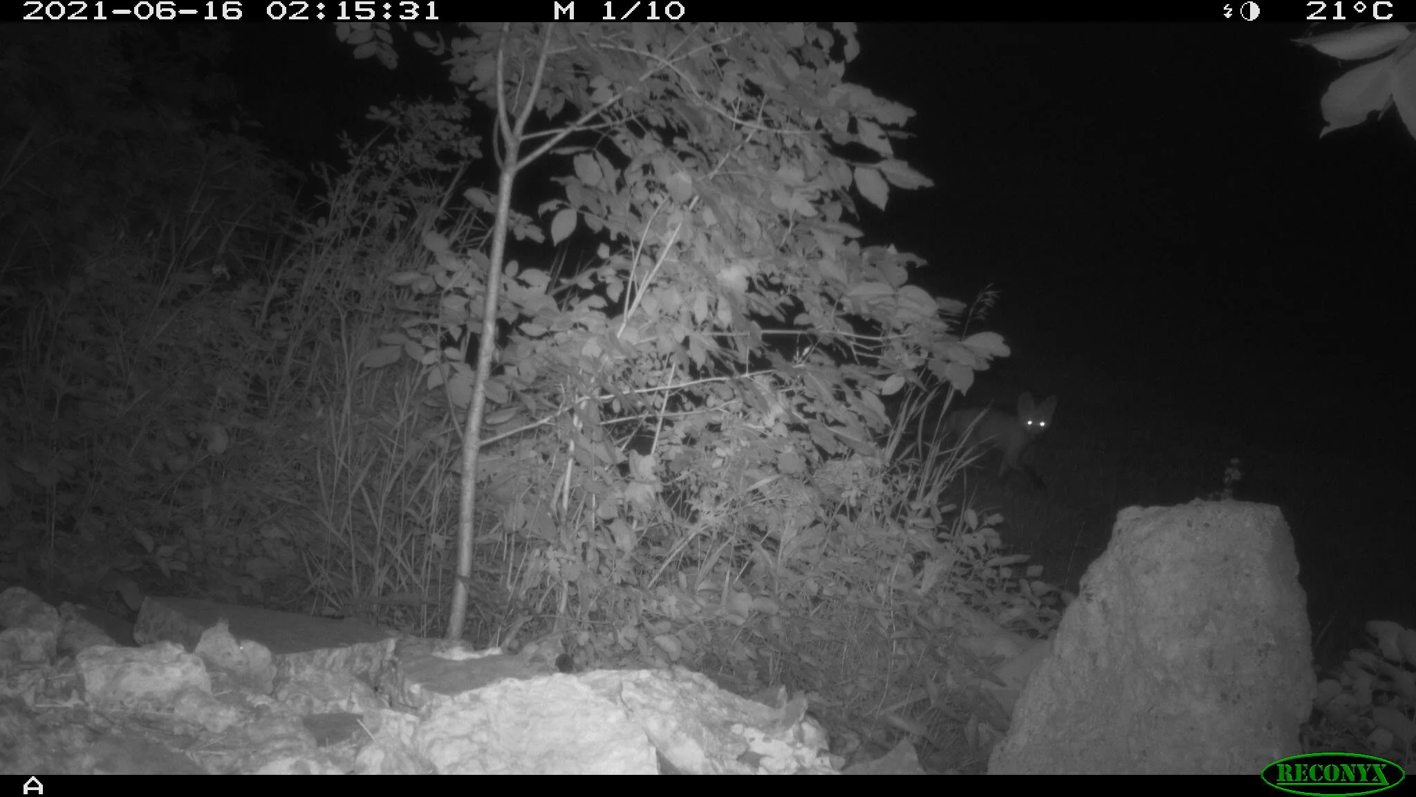 Juvenile red fox, Vulpes vulpes