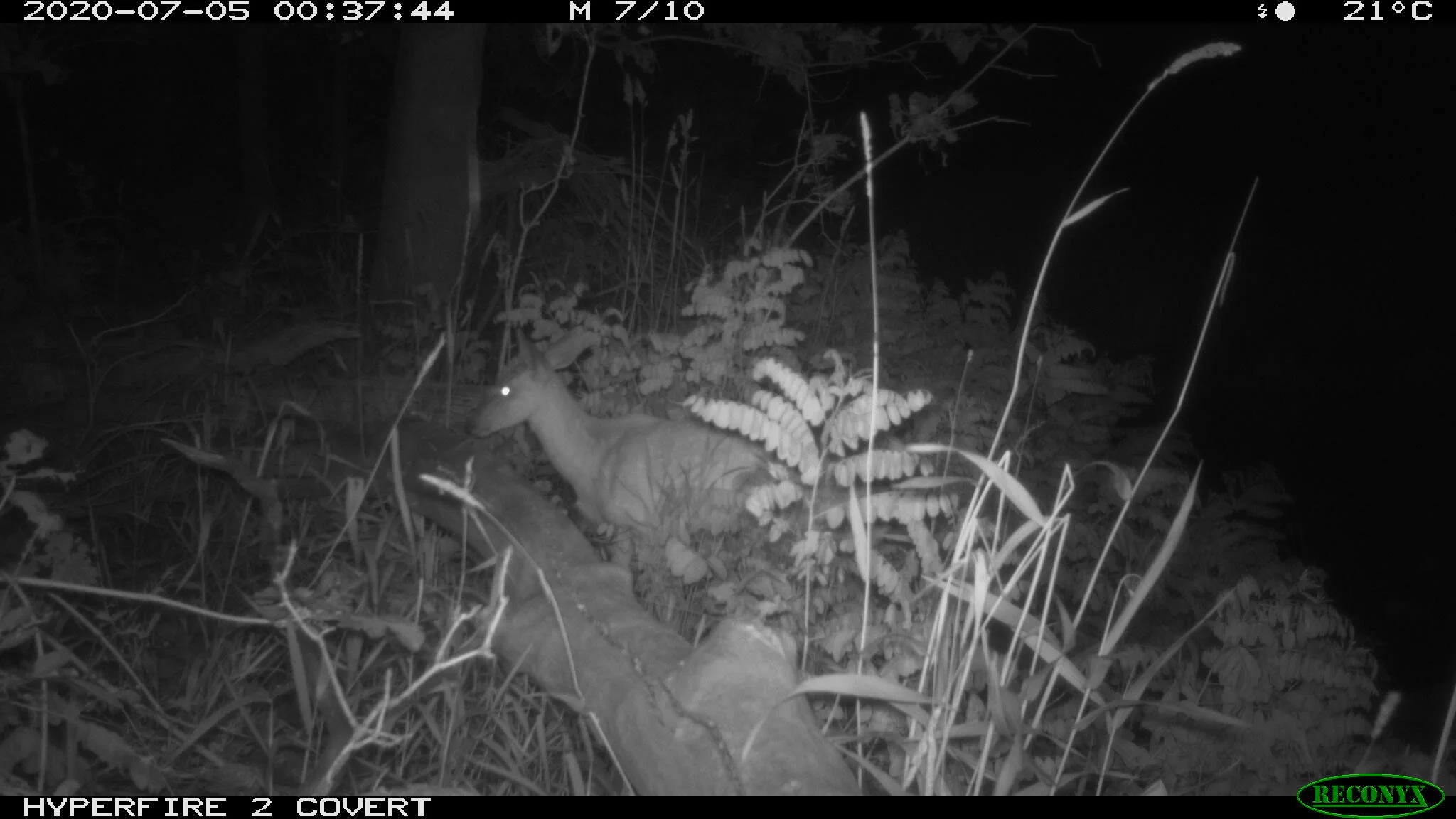 Raccoon, Procyon lotor