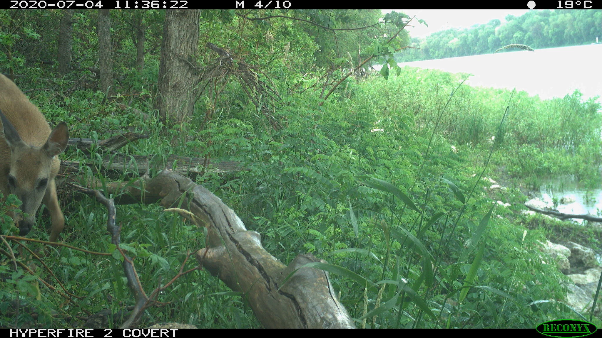 White-tailed deer, Odocoileus virginianus