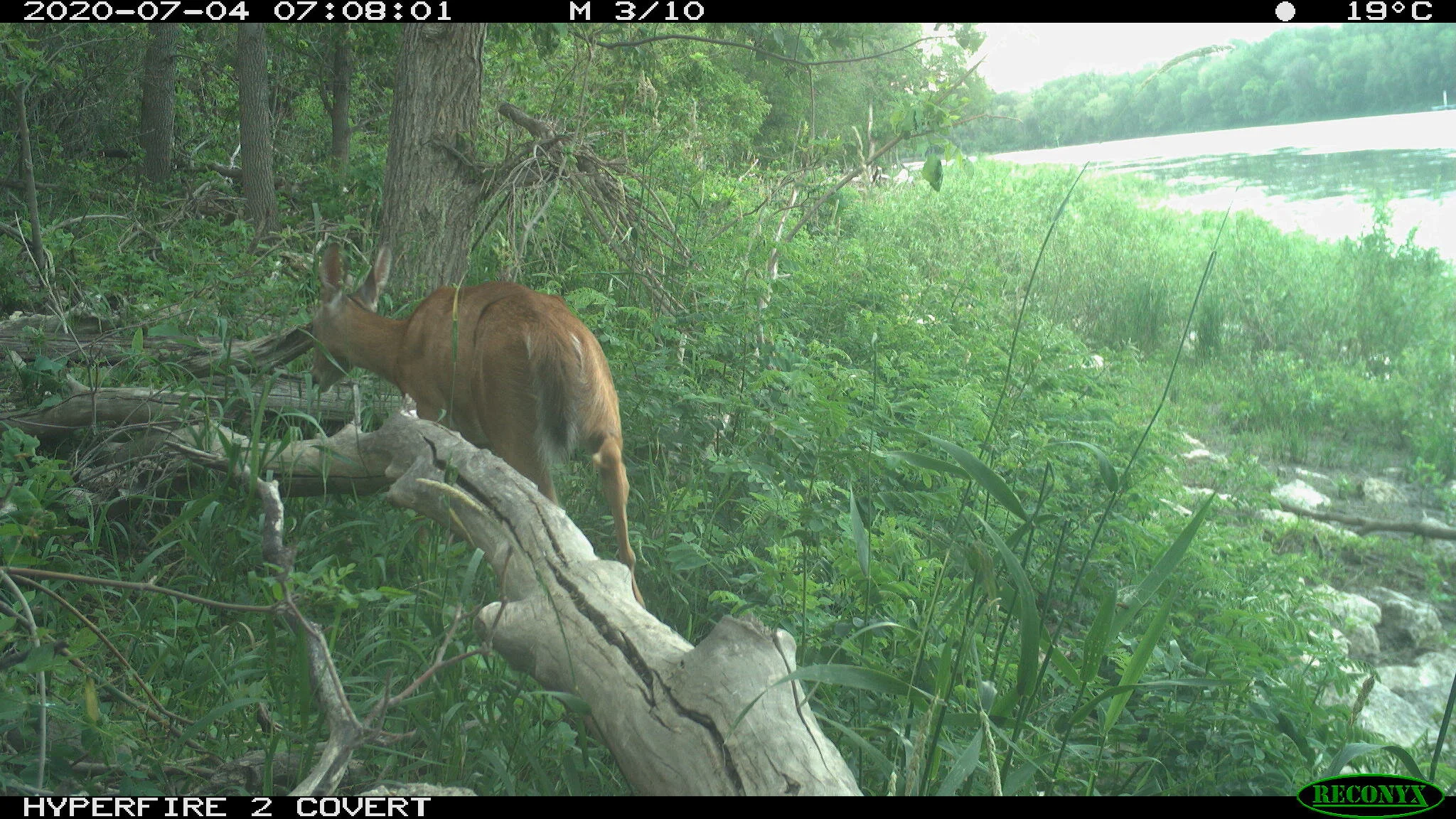White-tailed deer, Odocoileus virginianus
