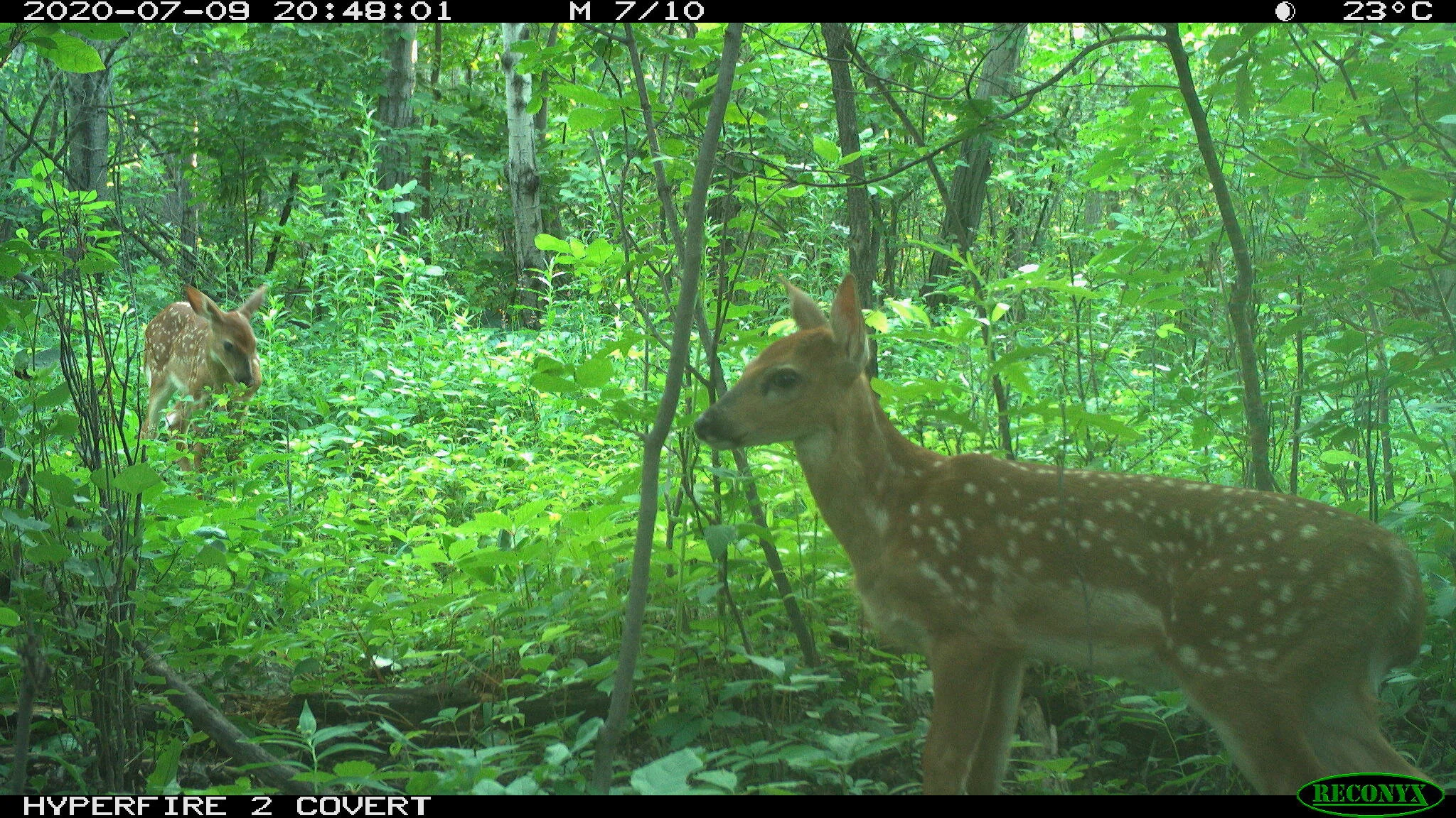 White-tailed deer, Odocoileus virginianus