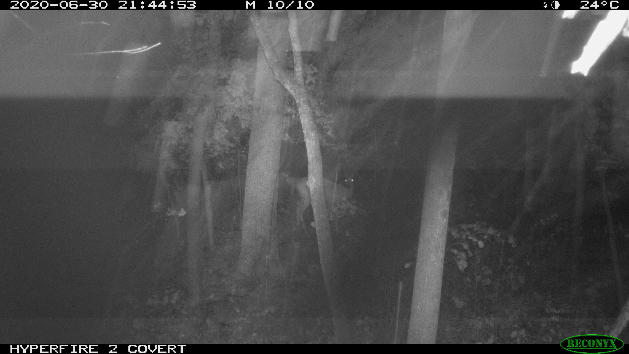 White-tailed deer, Odocoileus virginianus
