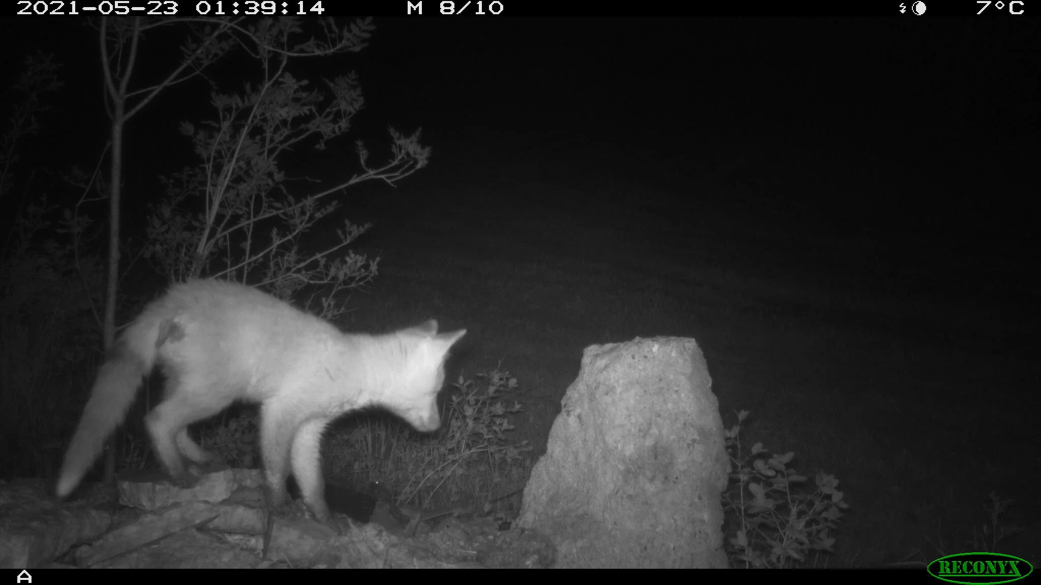 Juvenile red fox, Vulpes vulpes