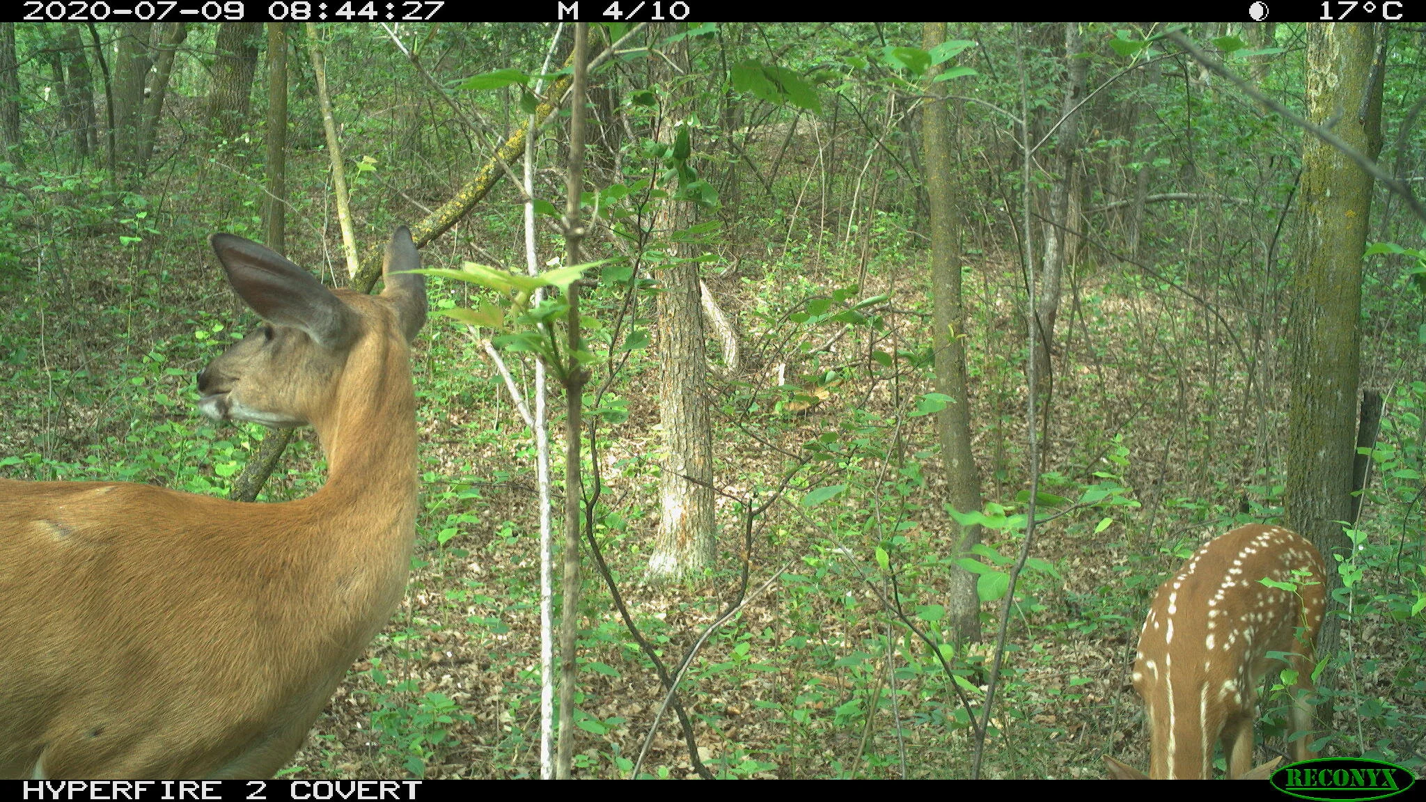 White-tailed deer, Odocoileus virginianus
