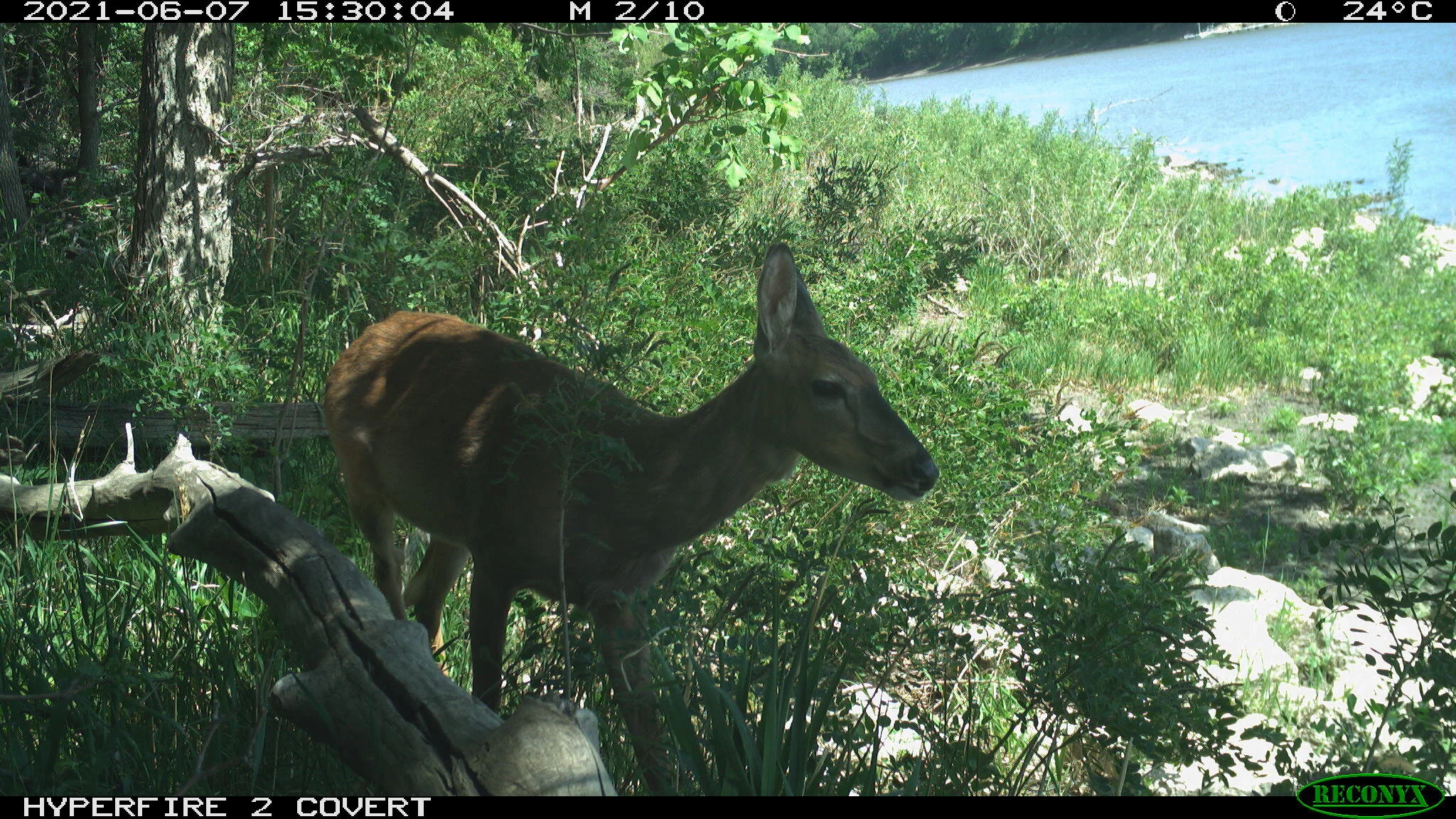 White-tailed deer, Odocoileus virginianus