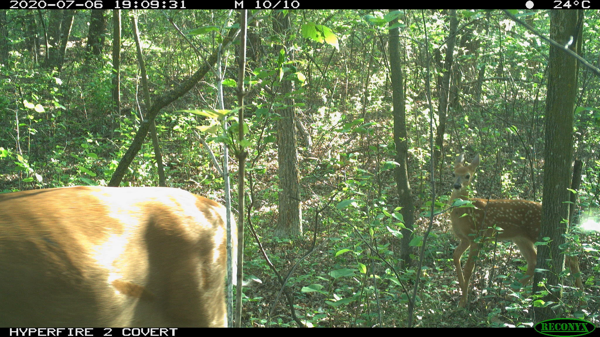 White-tailed deer, Odocoileus virginianus
