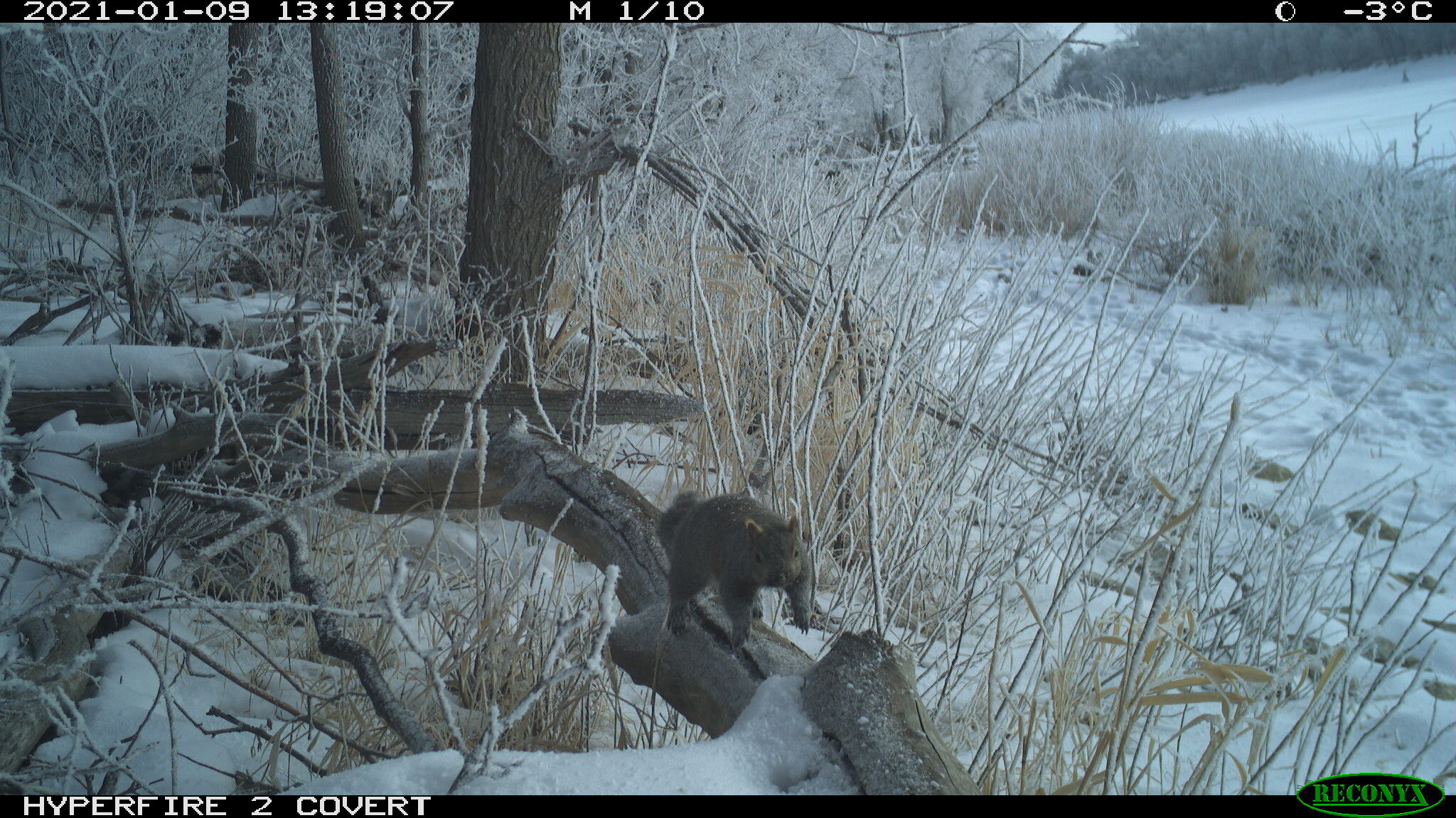 Eastern gray squirrel, Sciurus carolinensis